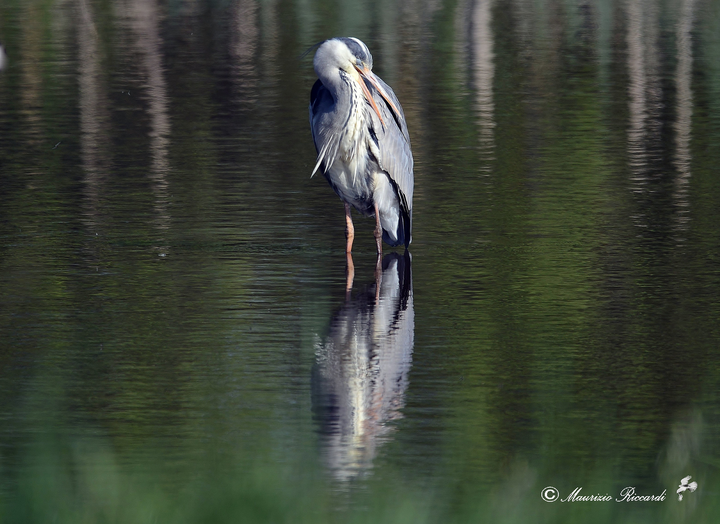 Gray Heron
