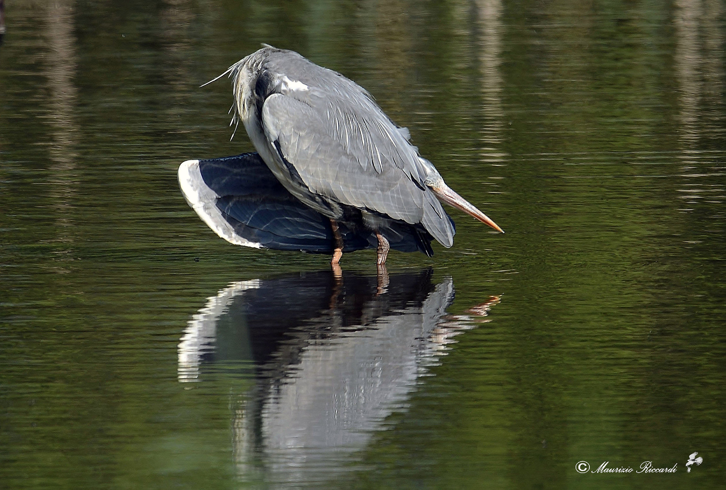 Gray Heron