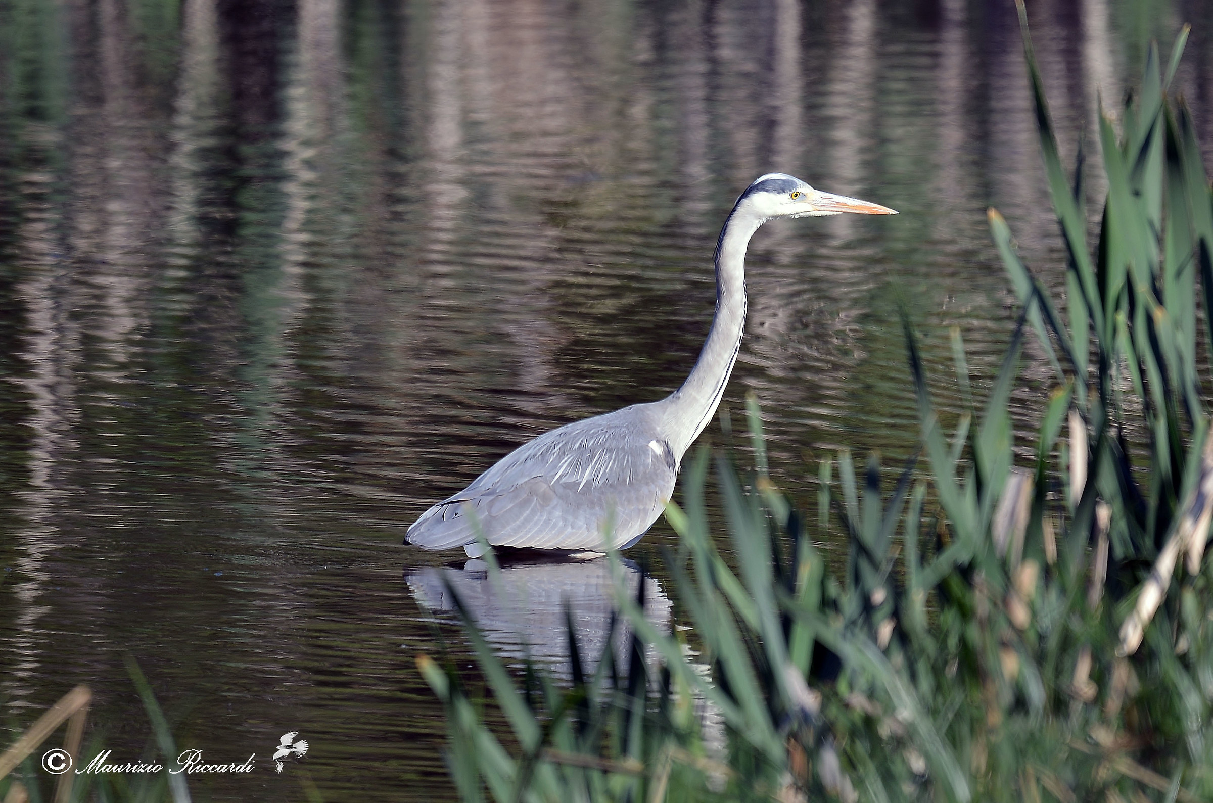 Gray Heron