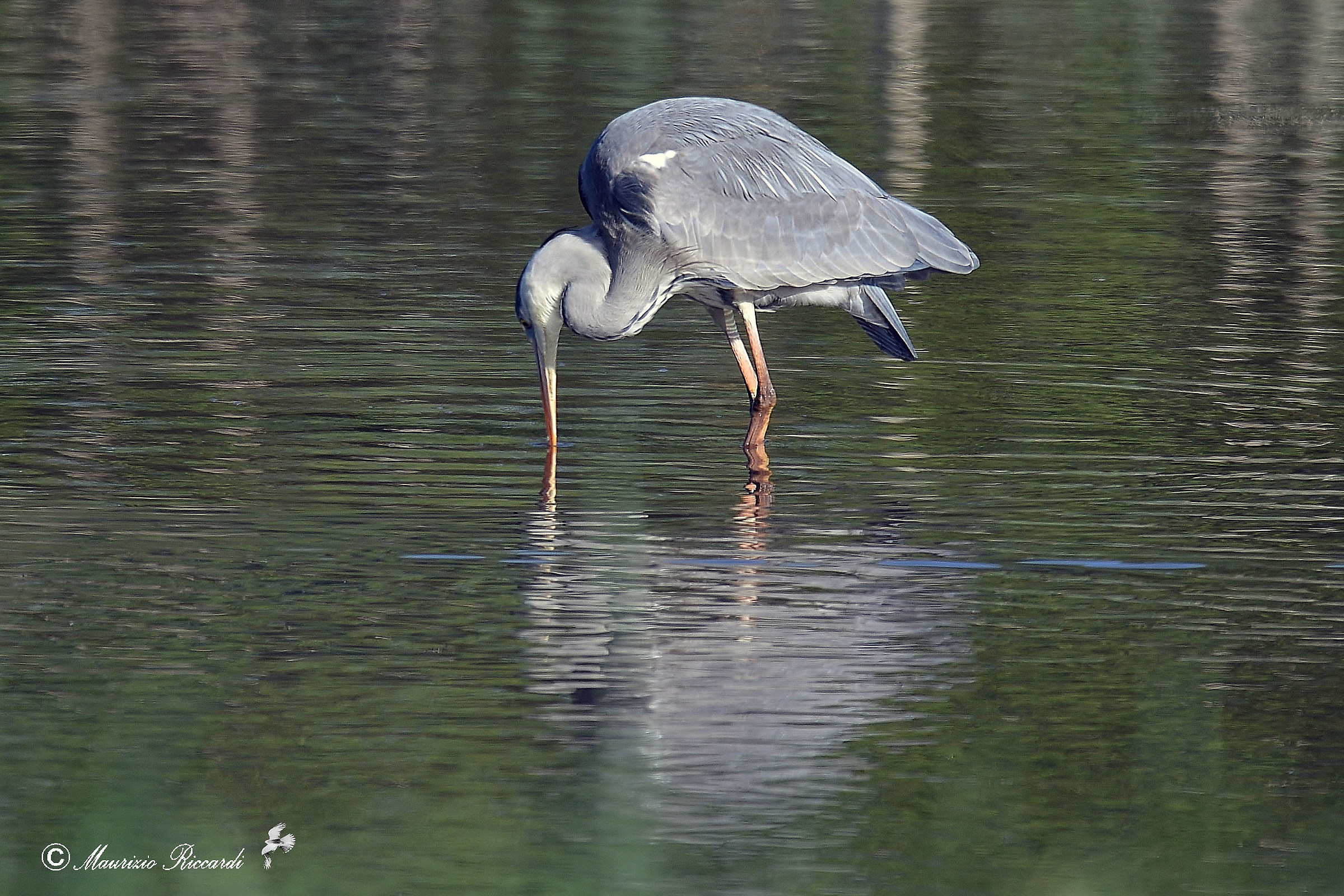 Gray Heron
