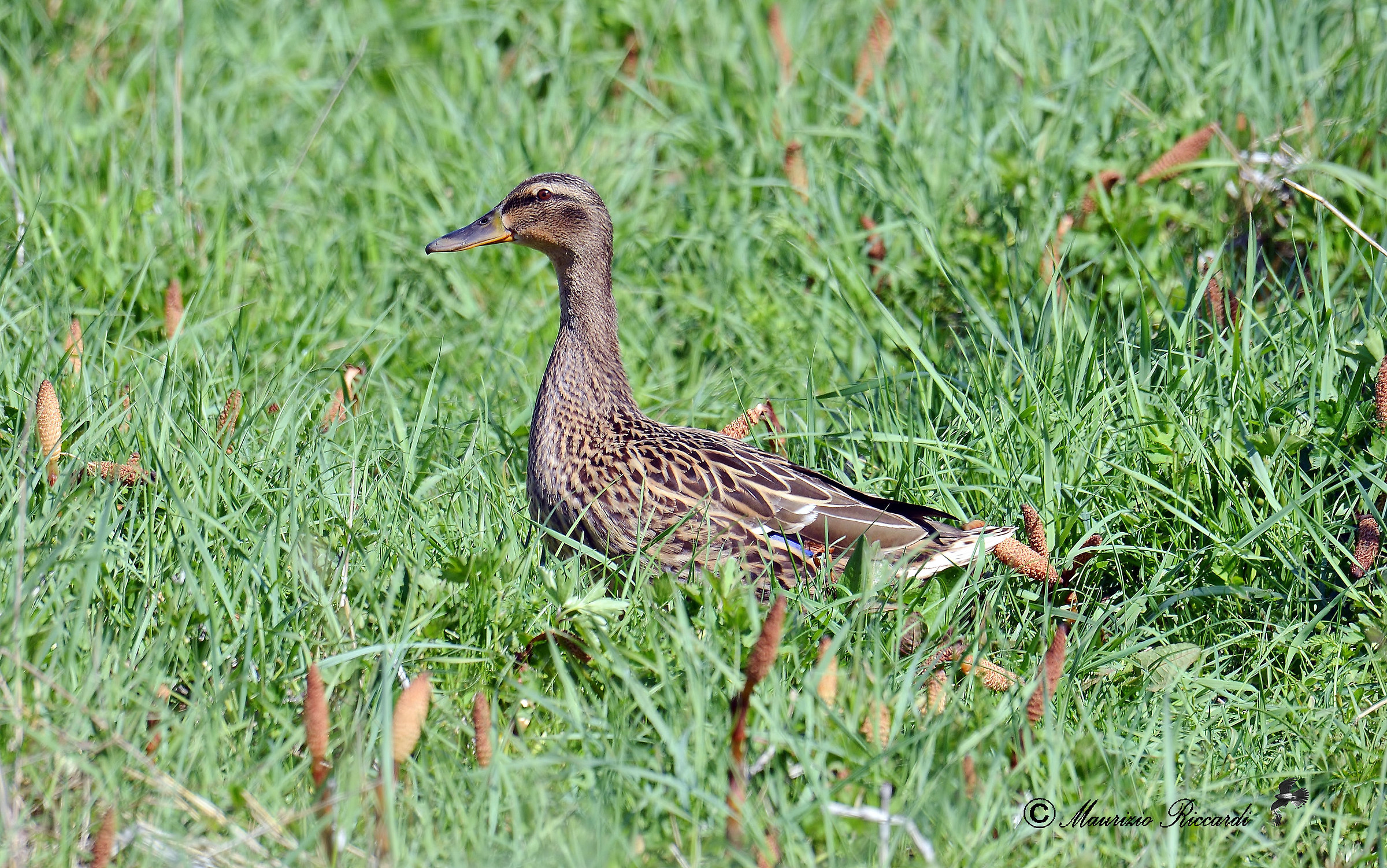Germano Reale - Female