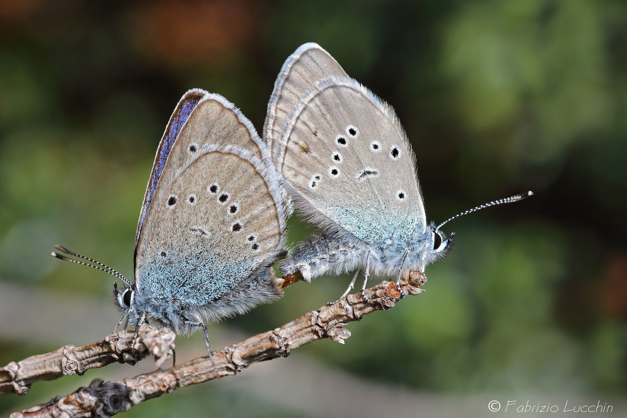 Cyaniris semiargus