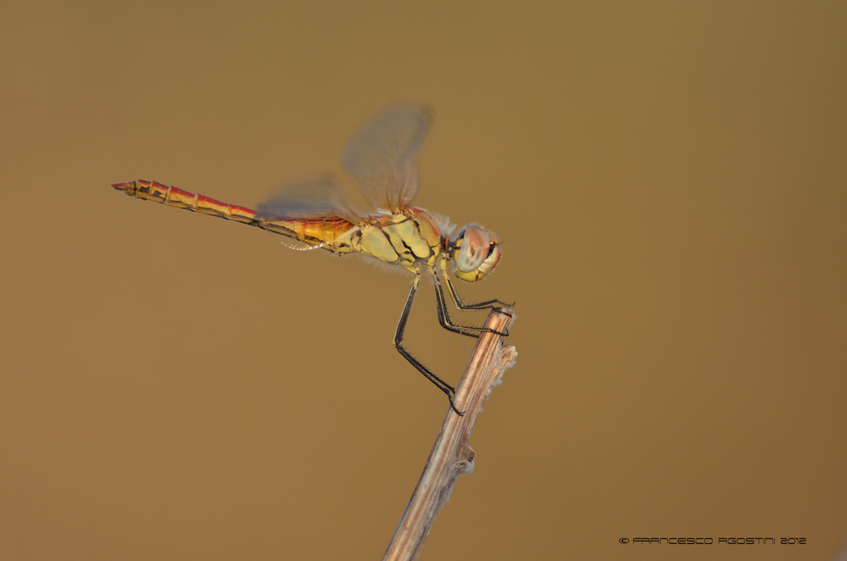 dragonfly