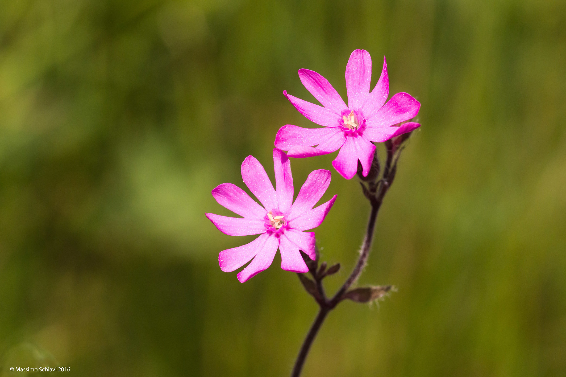 Silene dioica (l.) Clairv.