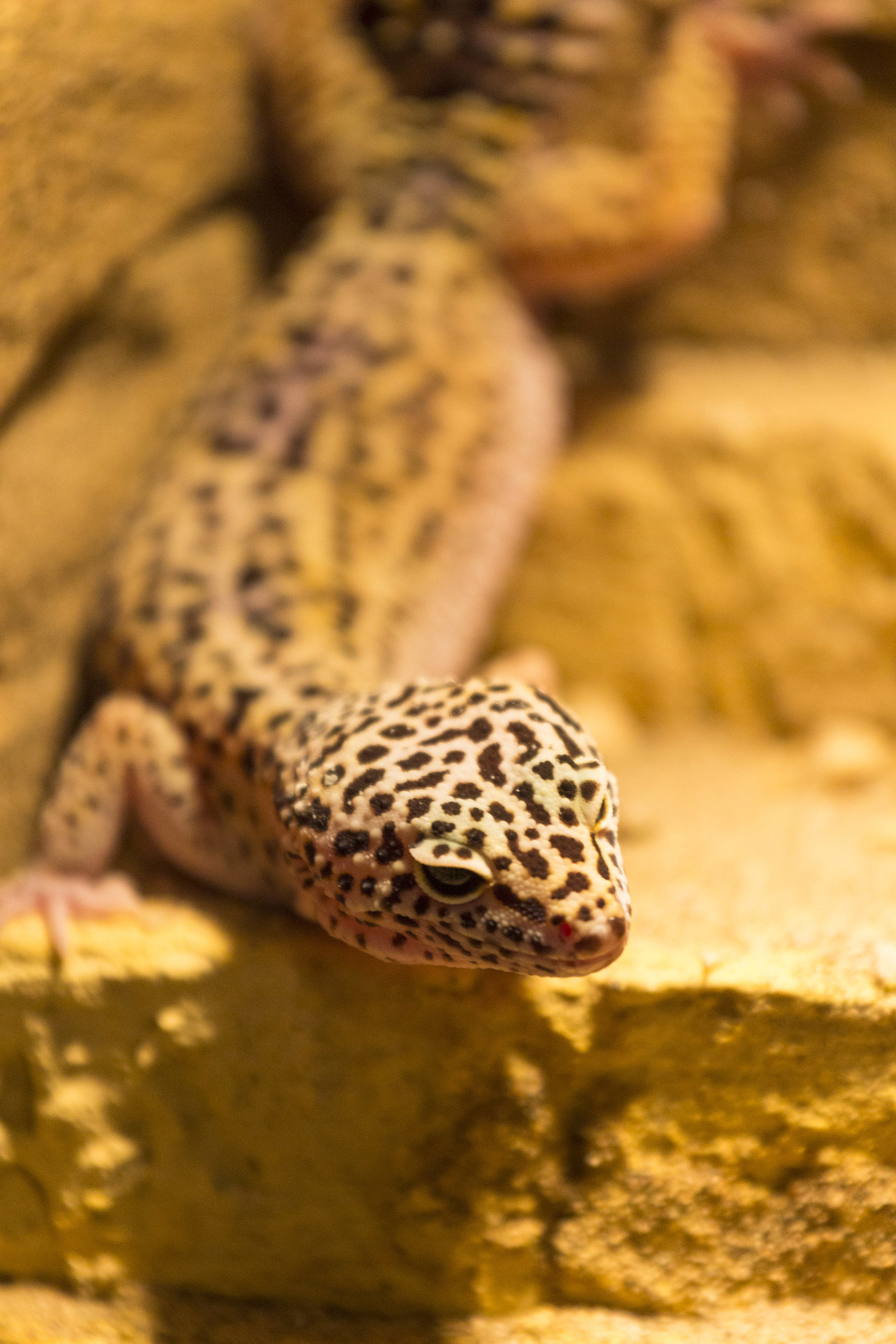 Geko Leopard (leopard gecko)