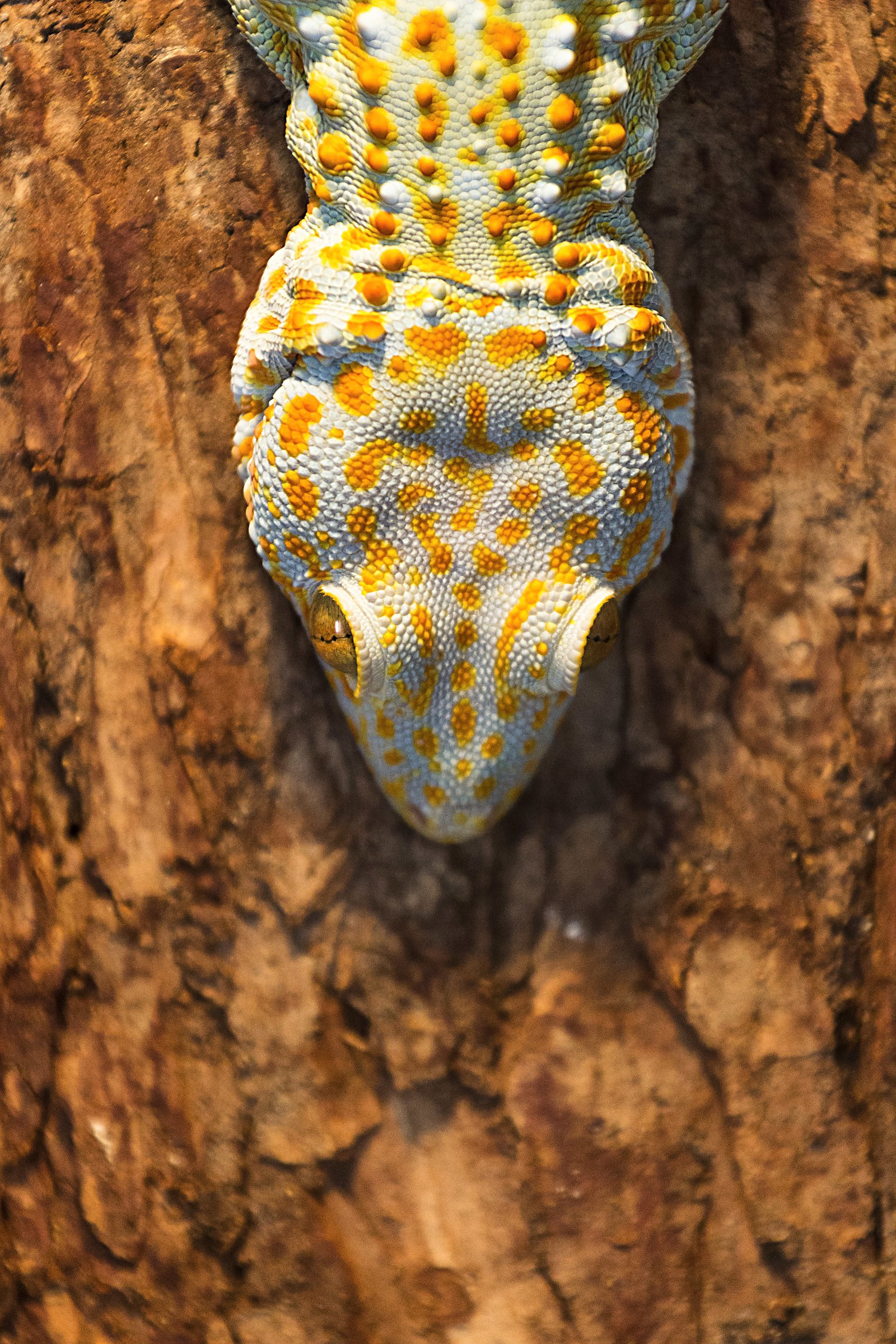 Tokay Gecko Gekko gecko