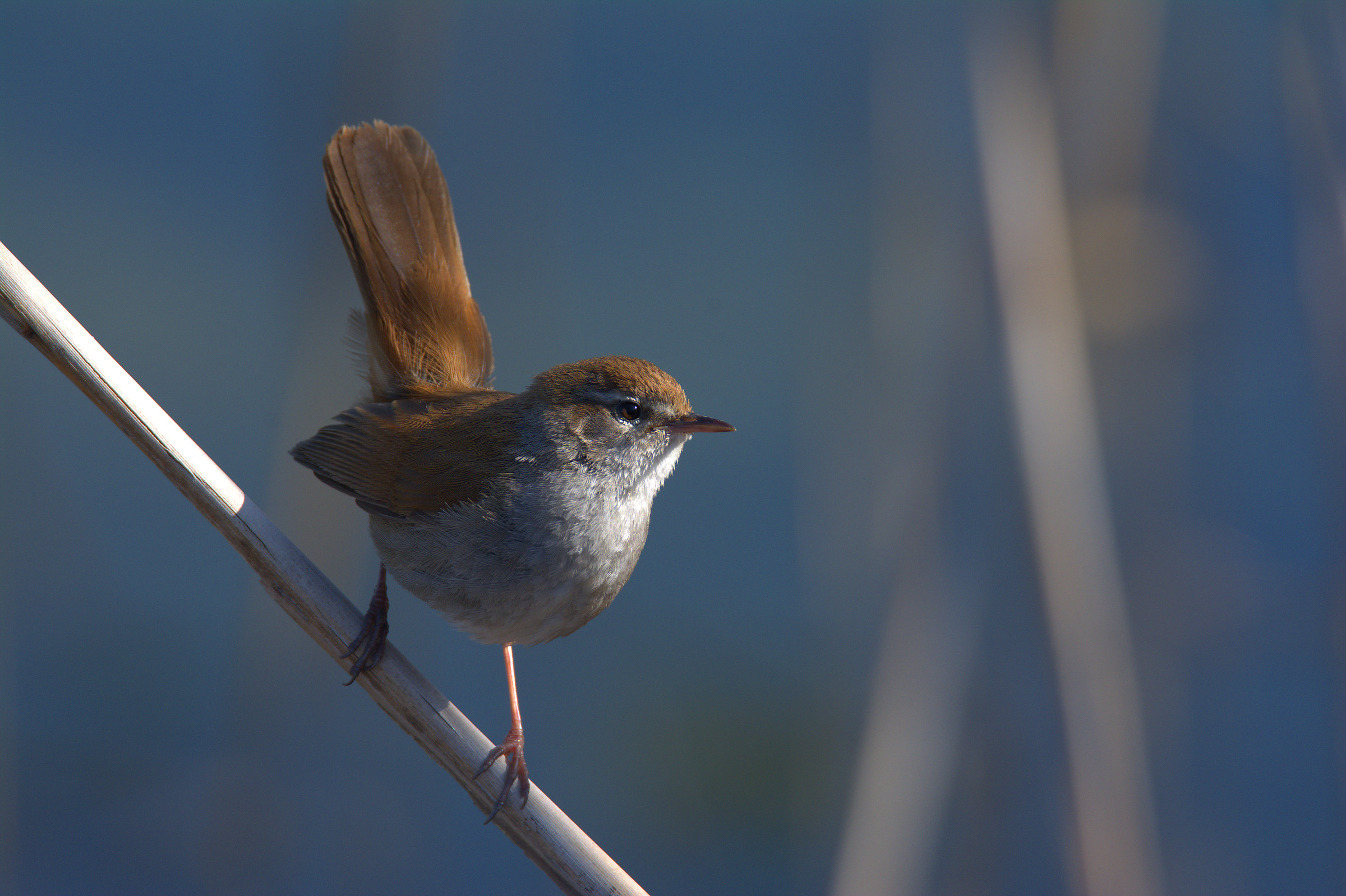 Cetti's Warbler