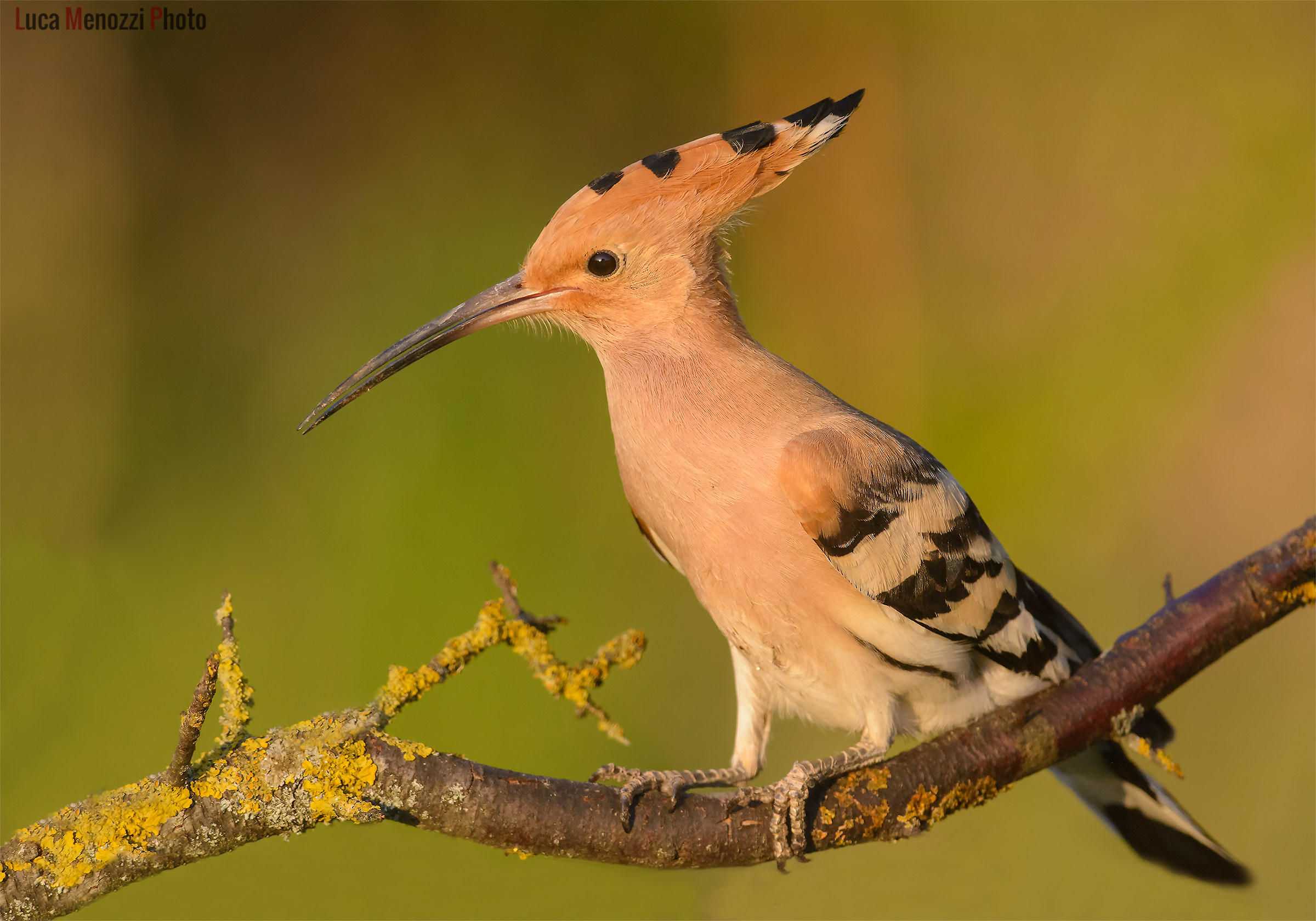 Hoopoe