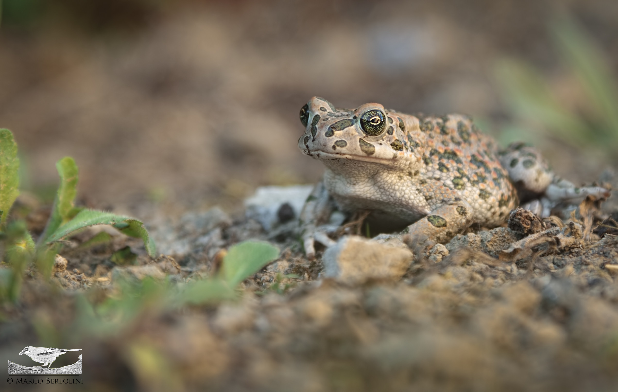 Toad Balearic