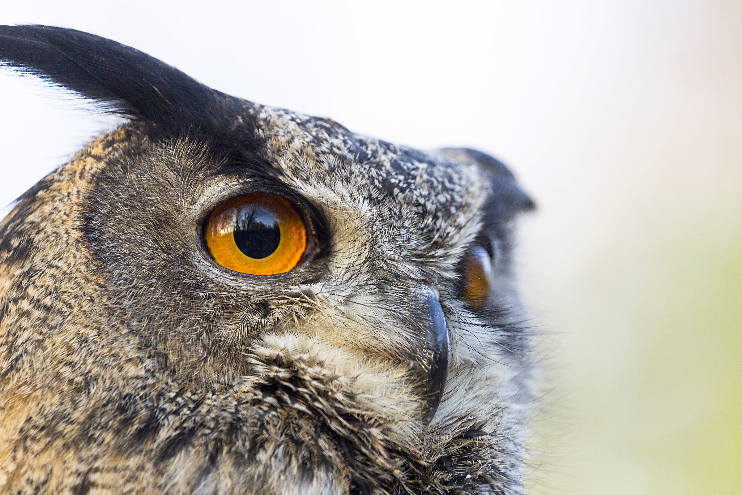 Eagle Owl