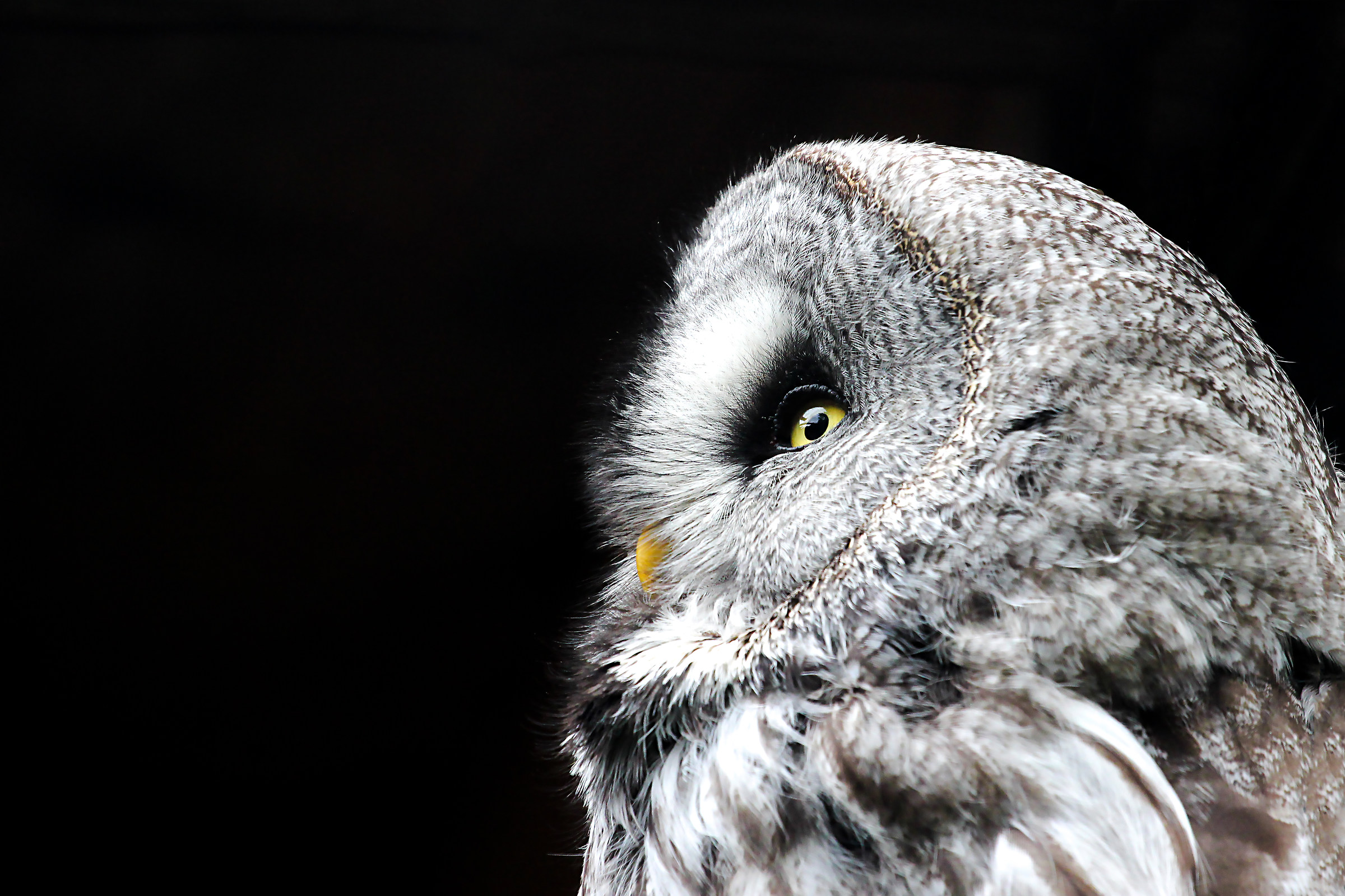gray Owl