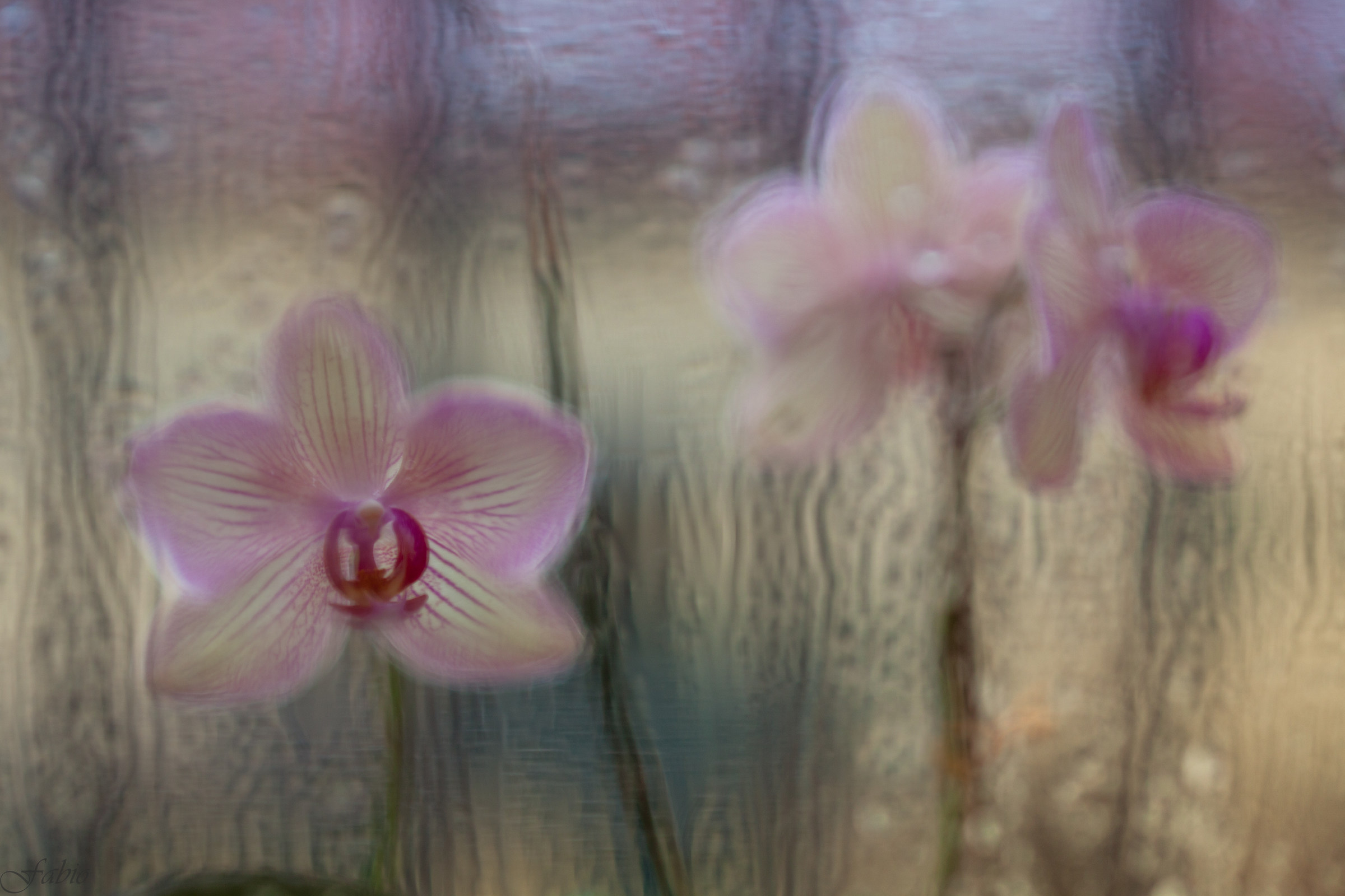 Orchid