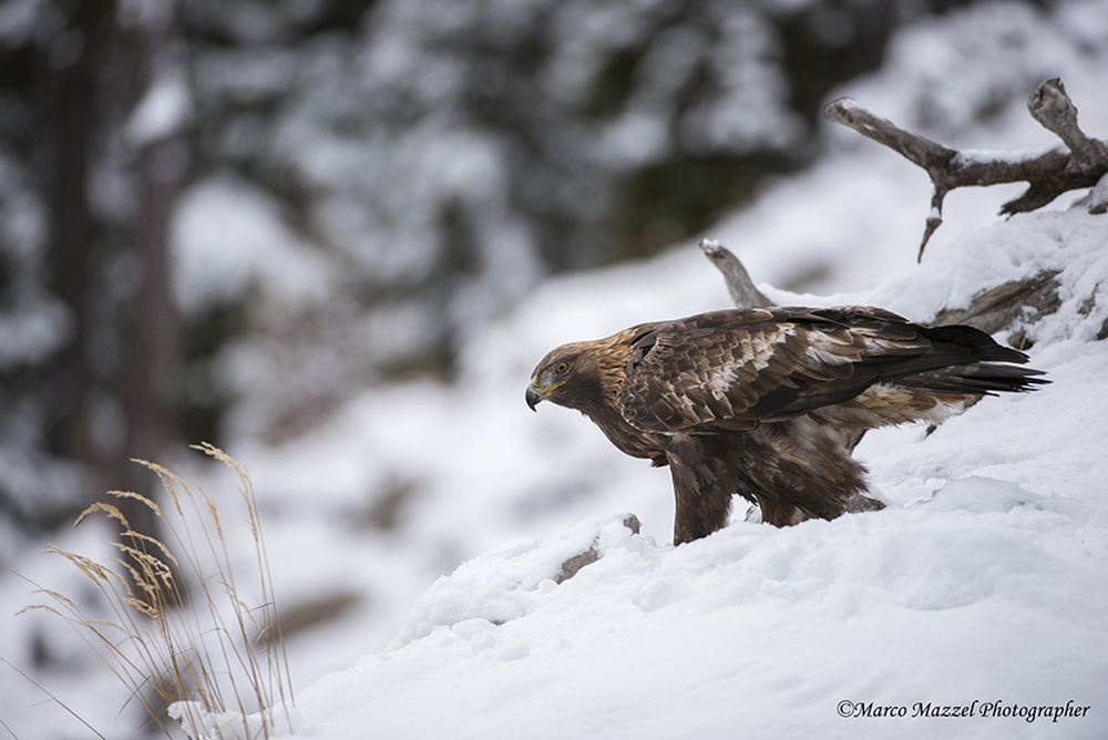 male golden eagle