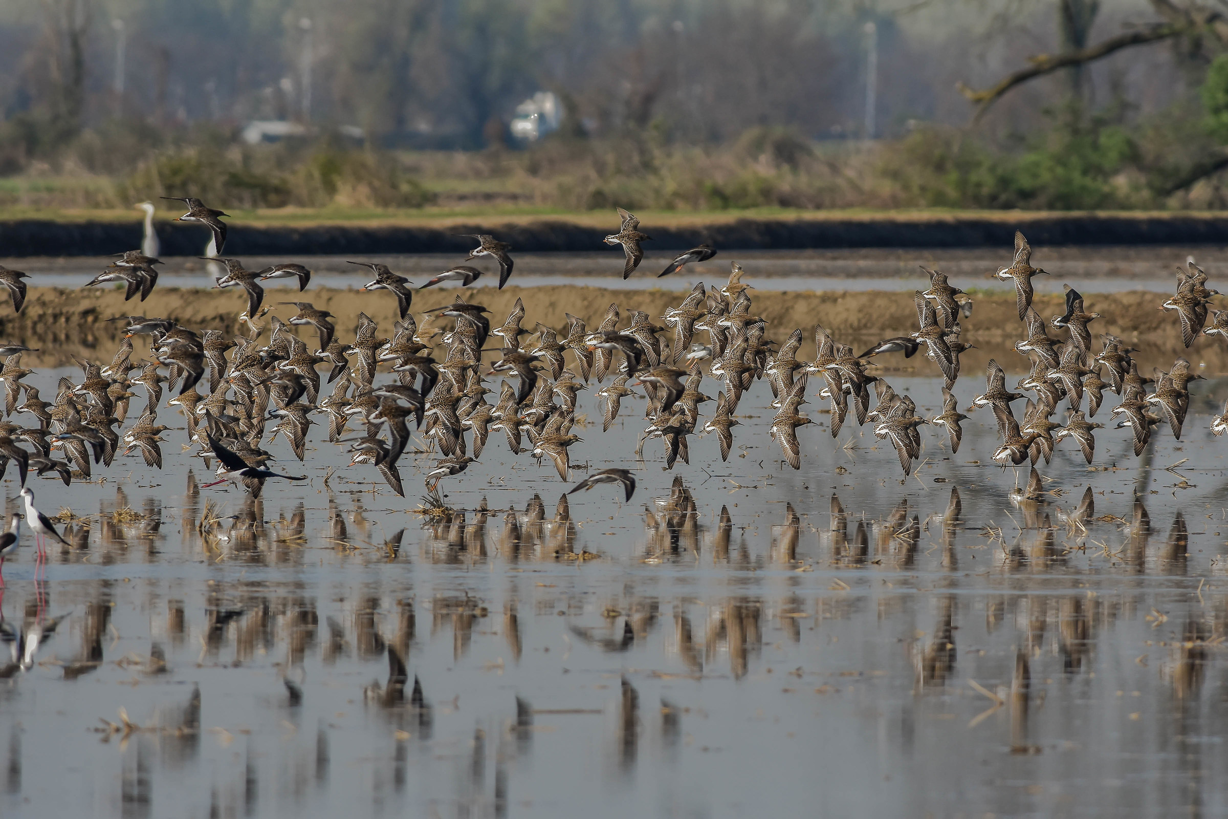 Waders
