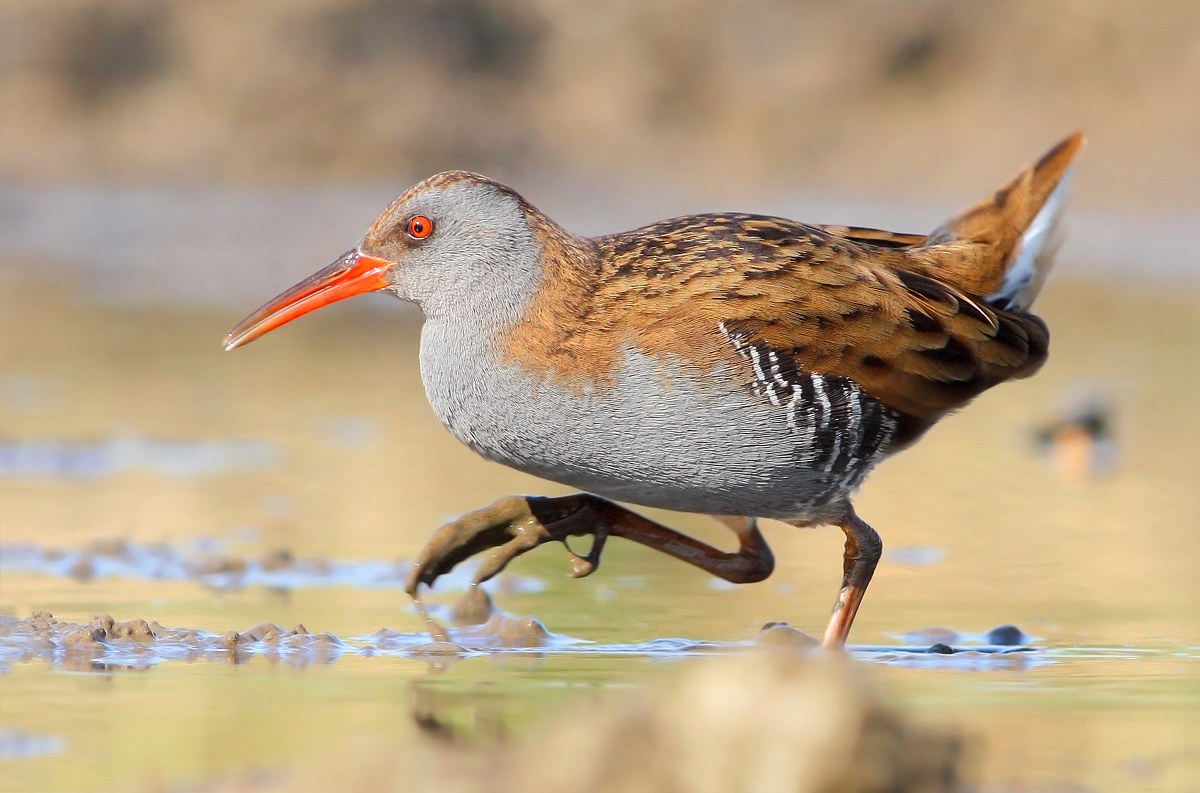 Water Rail