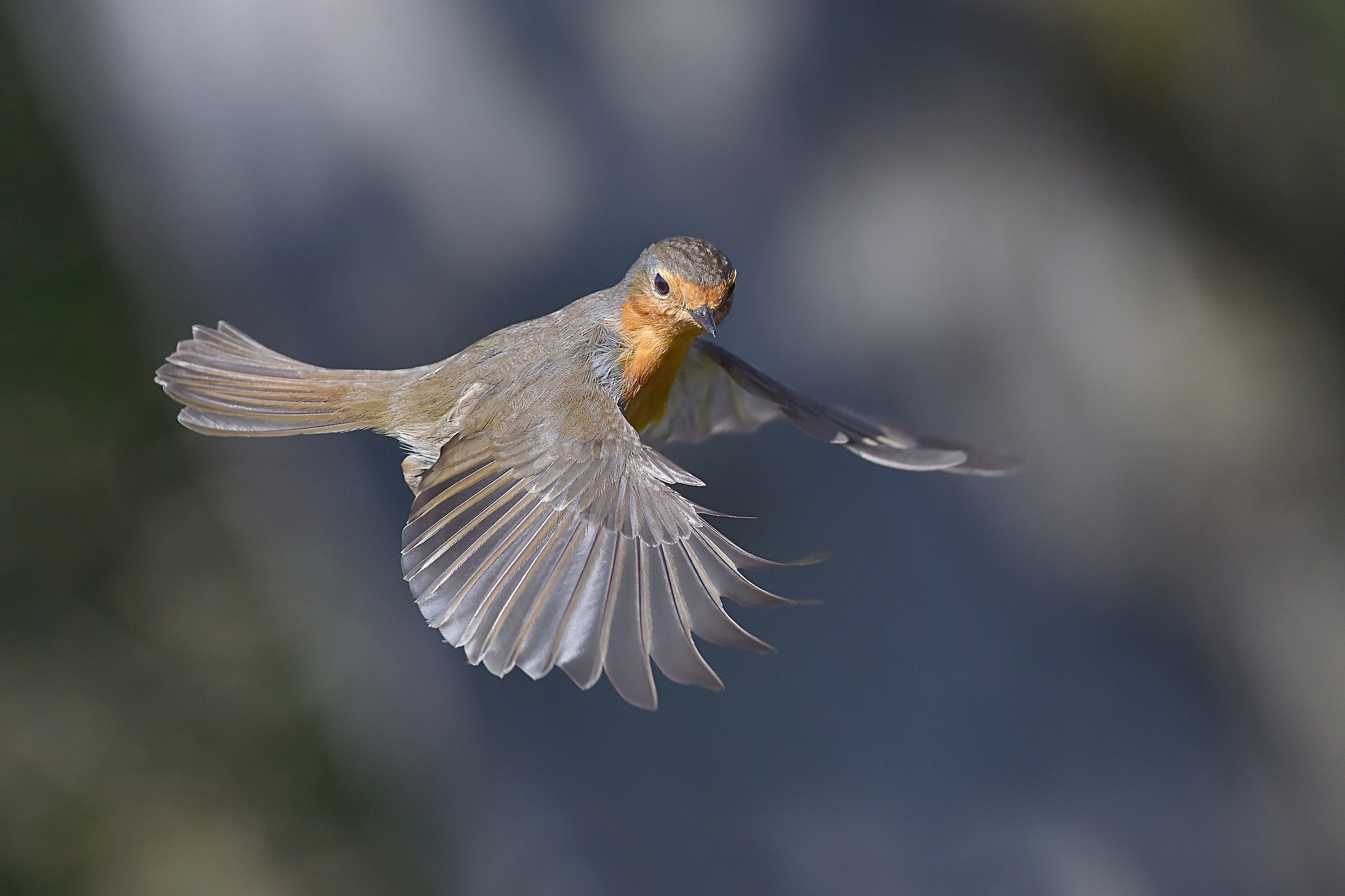 Dating plumed 3 (Robin)