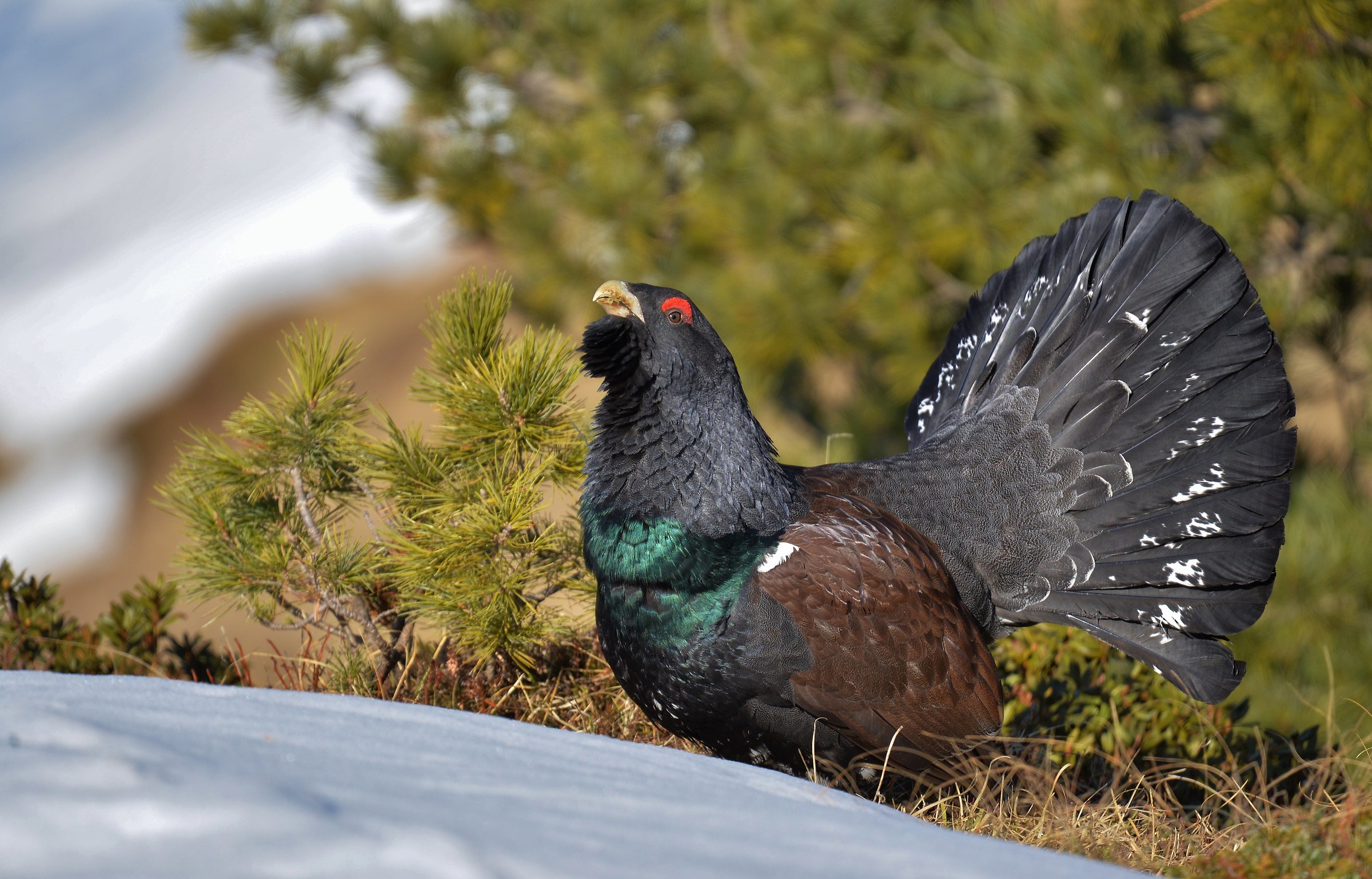 Che inizino le danze