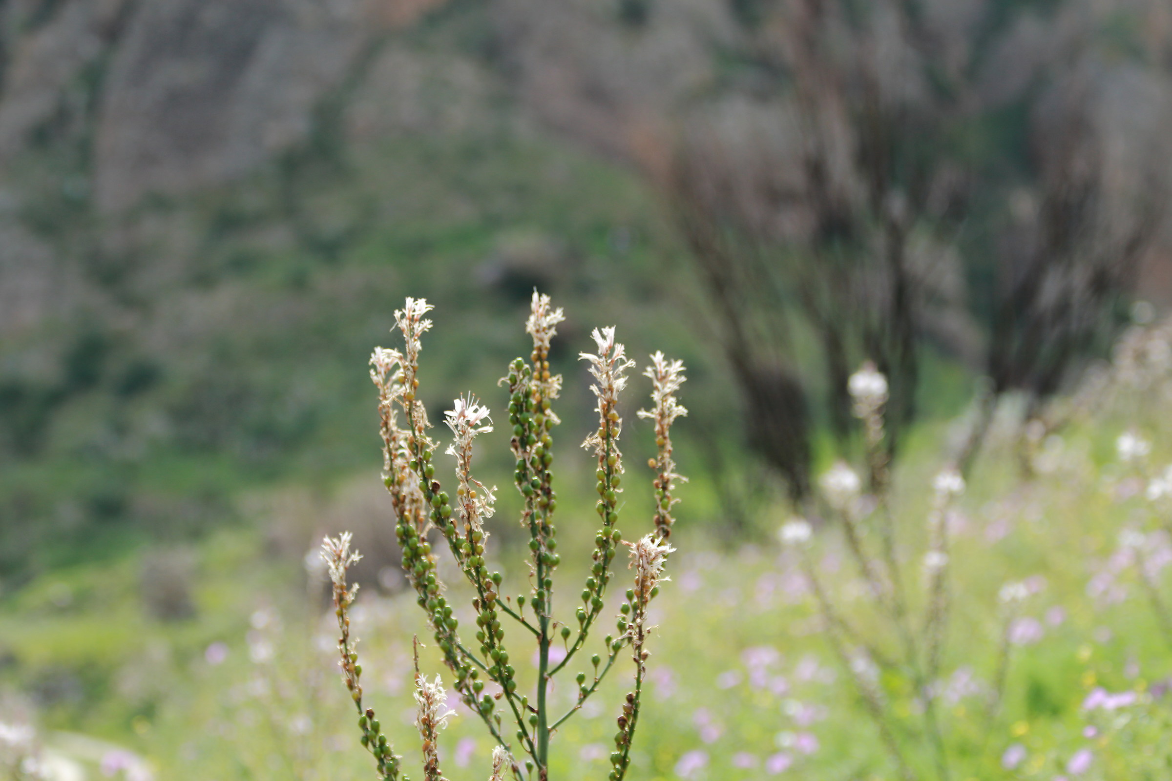 flower and nature