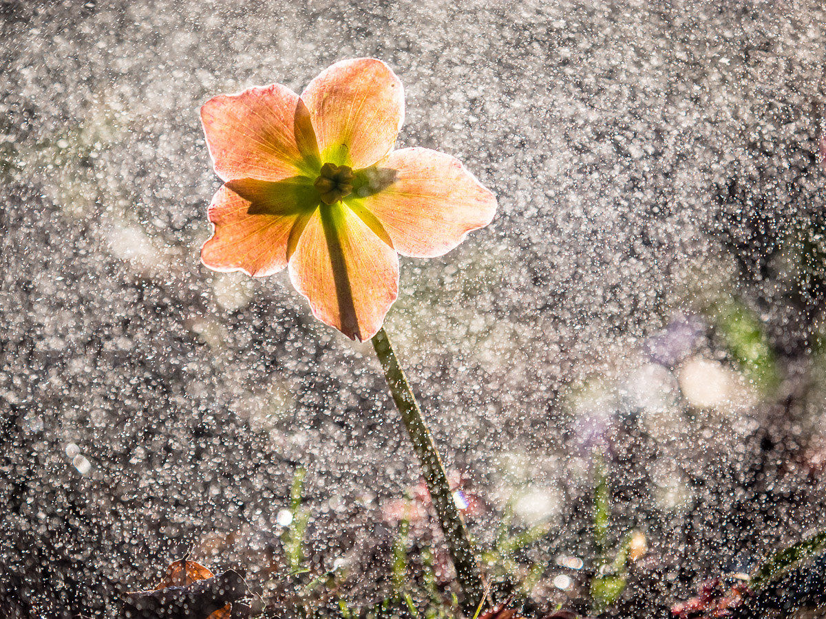 seguendo l'esempio del "maestro"