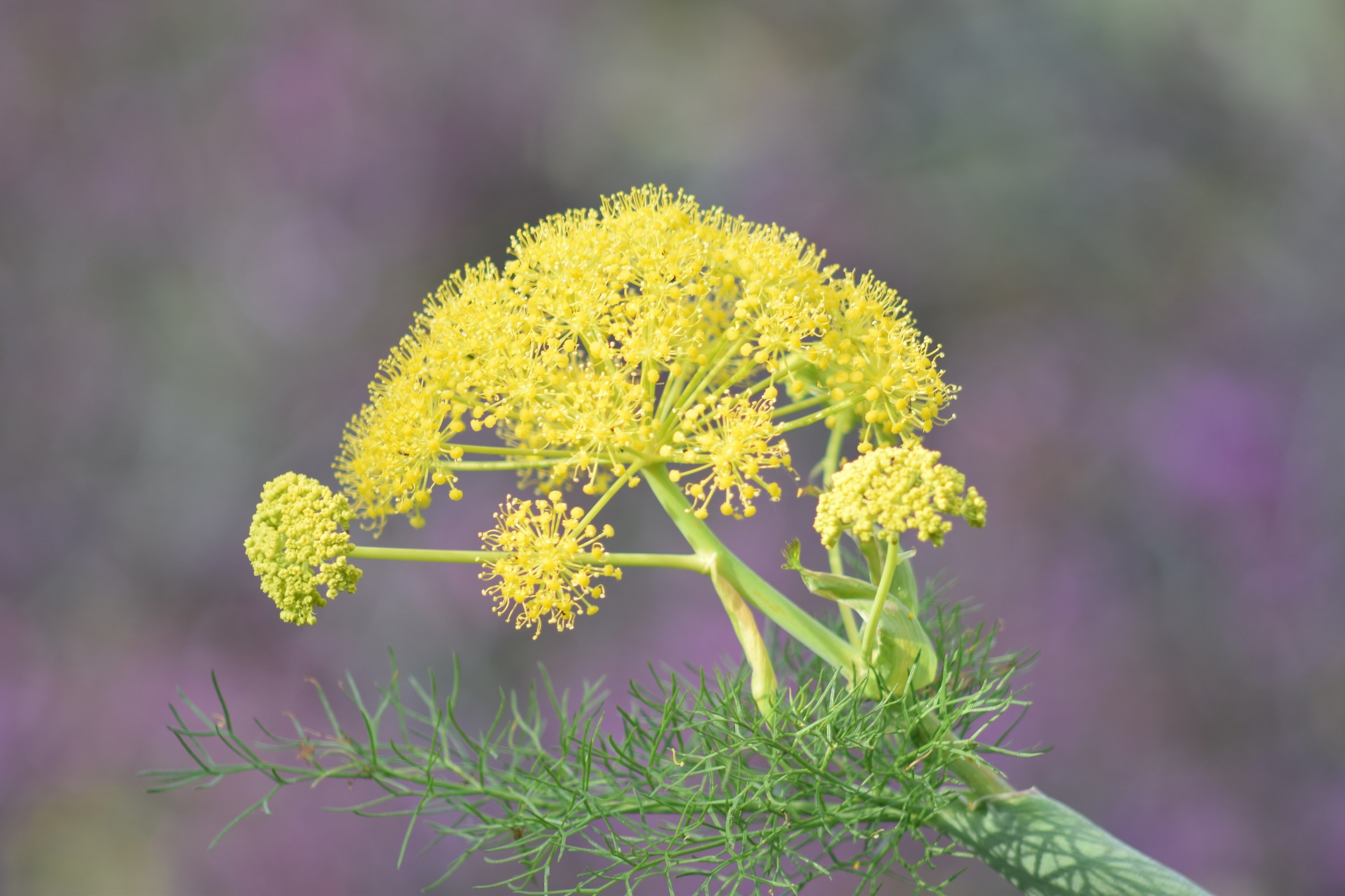 Ferula (siciliano Ferla)