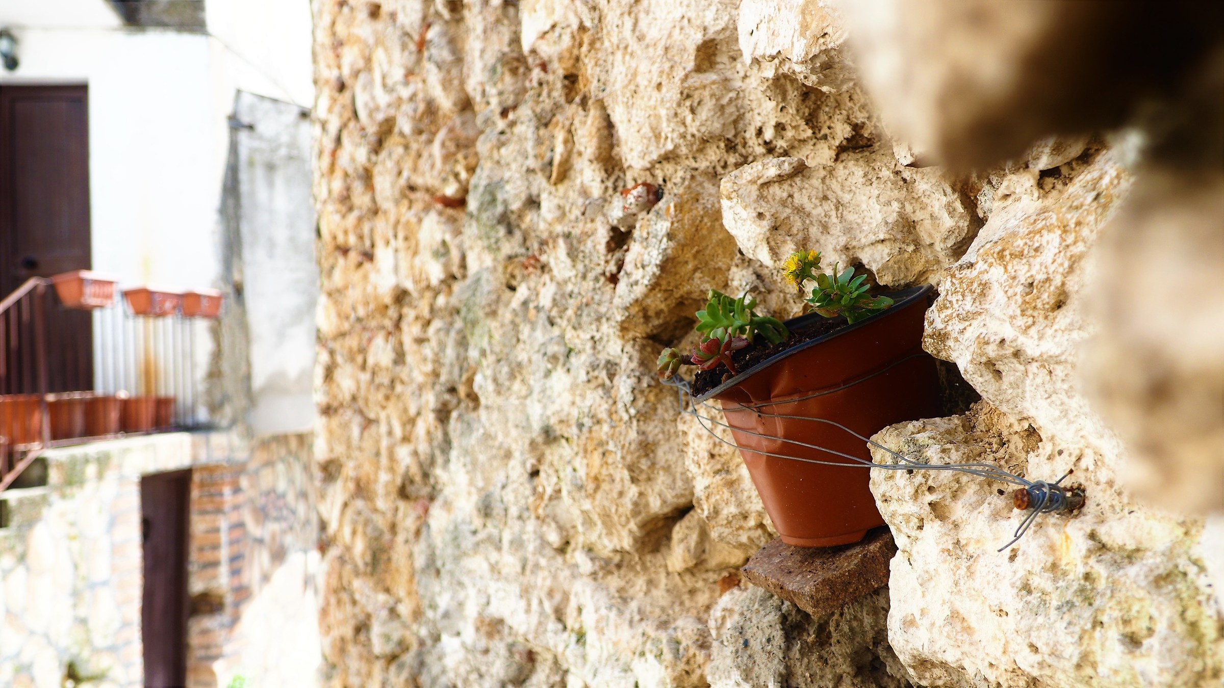 Even a flower can grow between the stones, if cultivated.