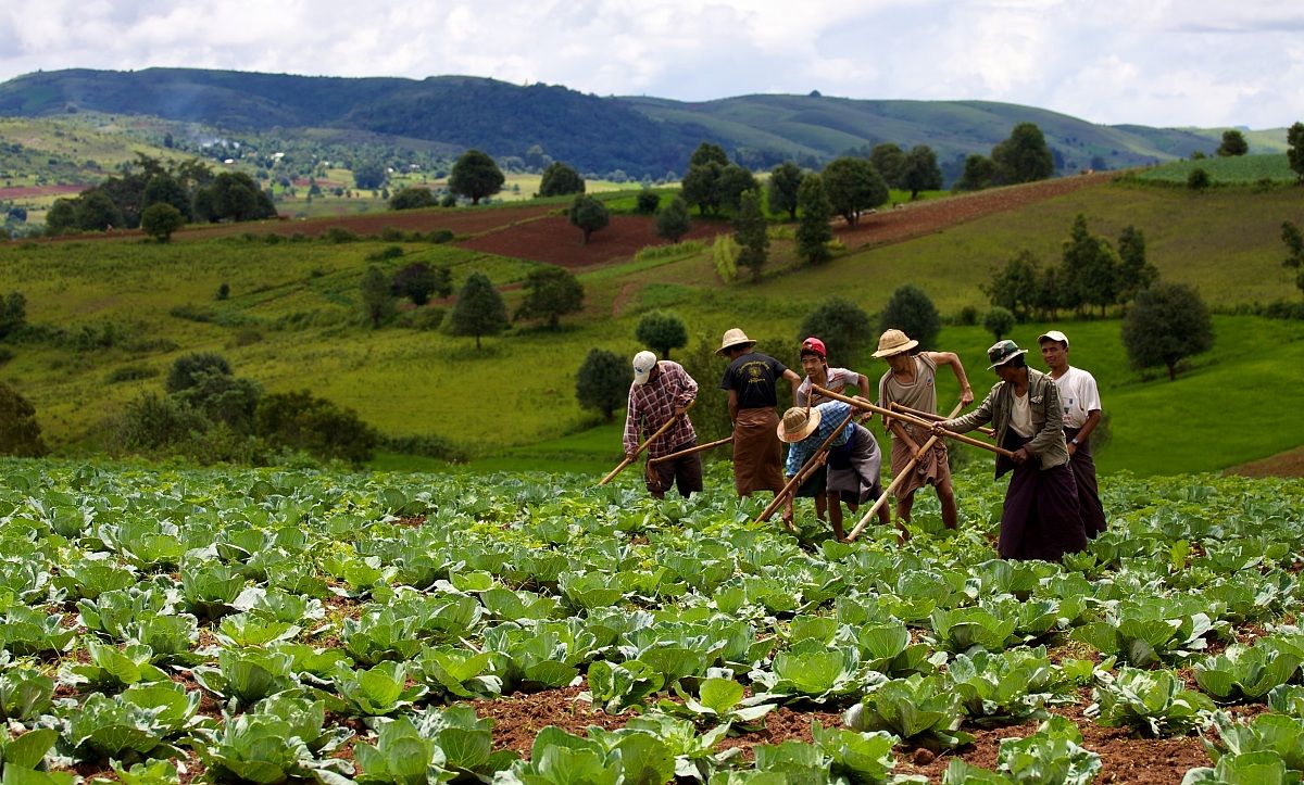 Birmania - Agricoltori