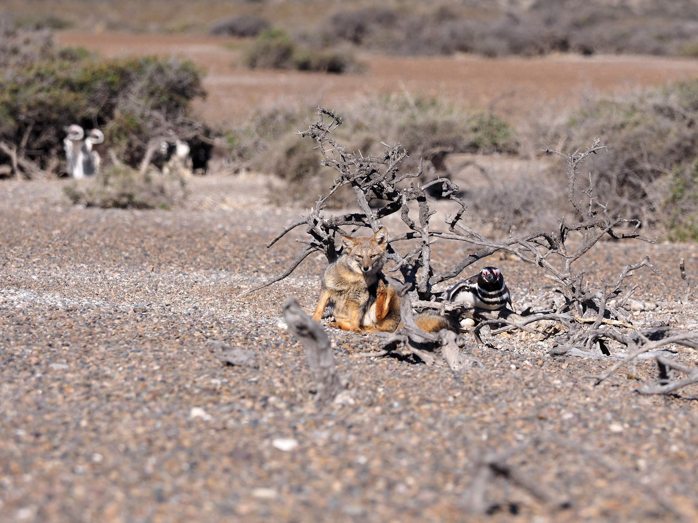 Peninsula Valdes. Punta Norte. Before I scratch ....
