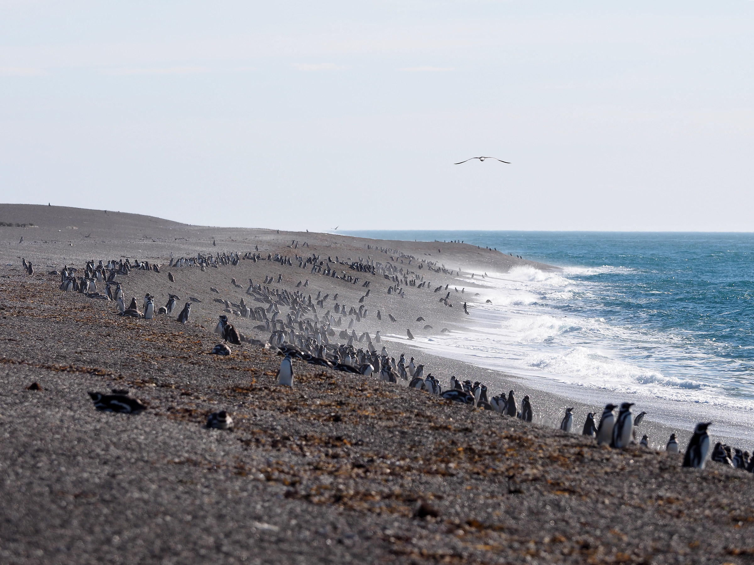Peninsula Valdes. Punta Norte. Pinguinera