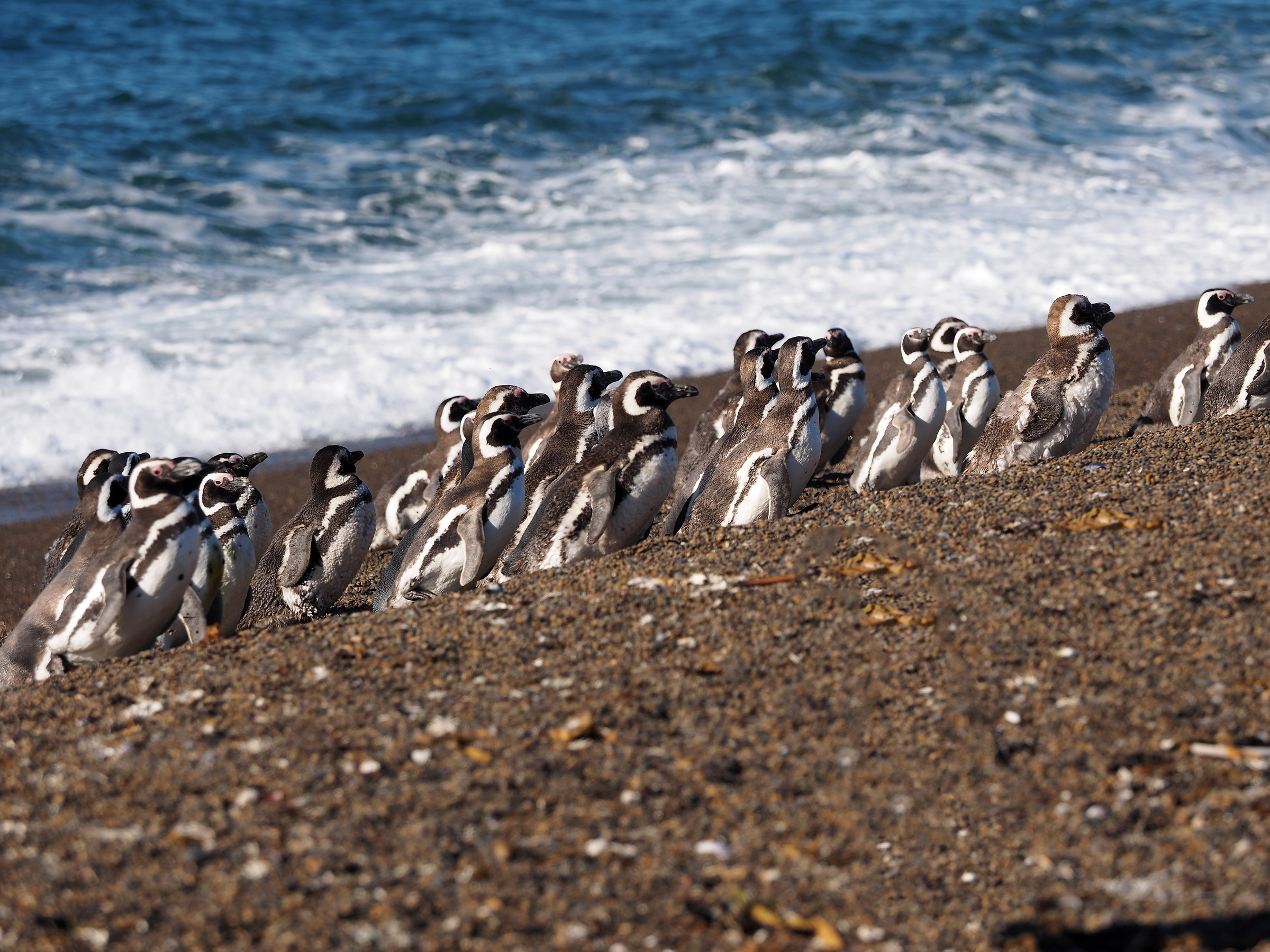 Peninsula Valdes. Punta Norte. Magellanic Penguins