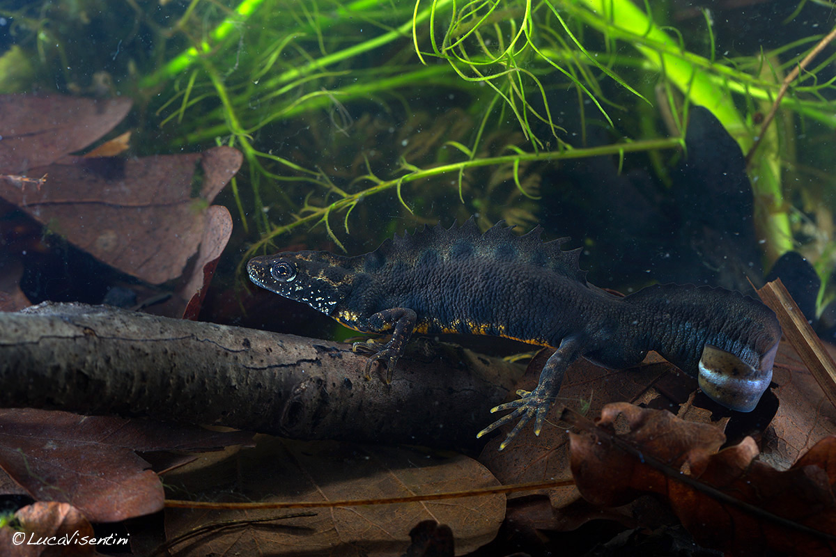 crested newt