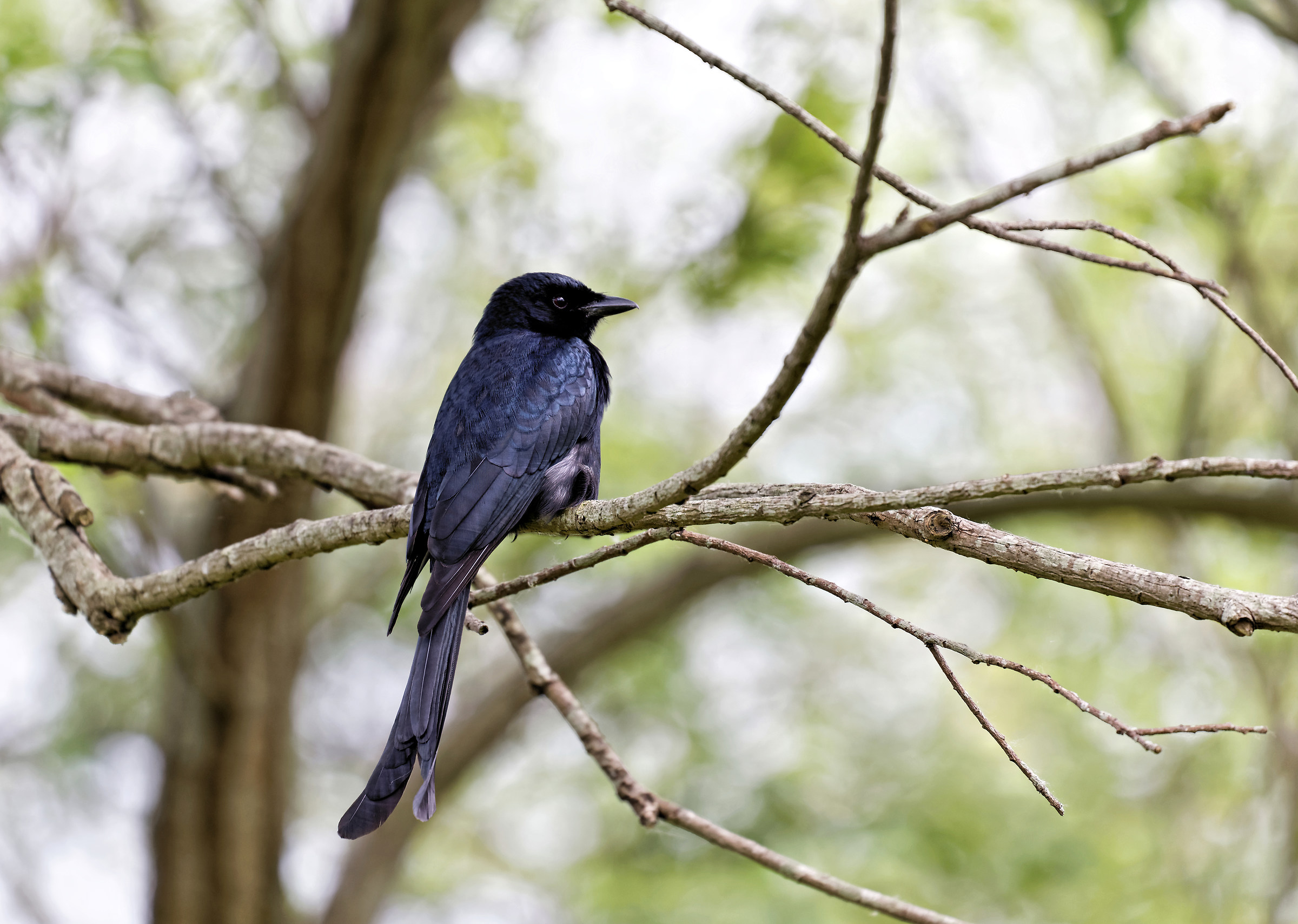 Black Drongo (Black drongo, Taiwan)