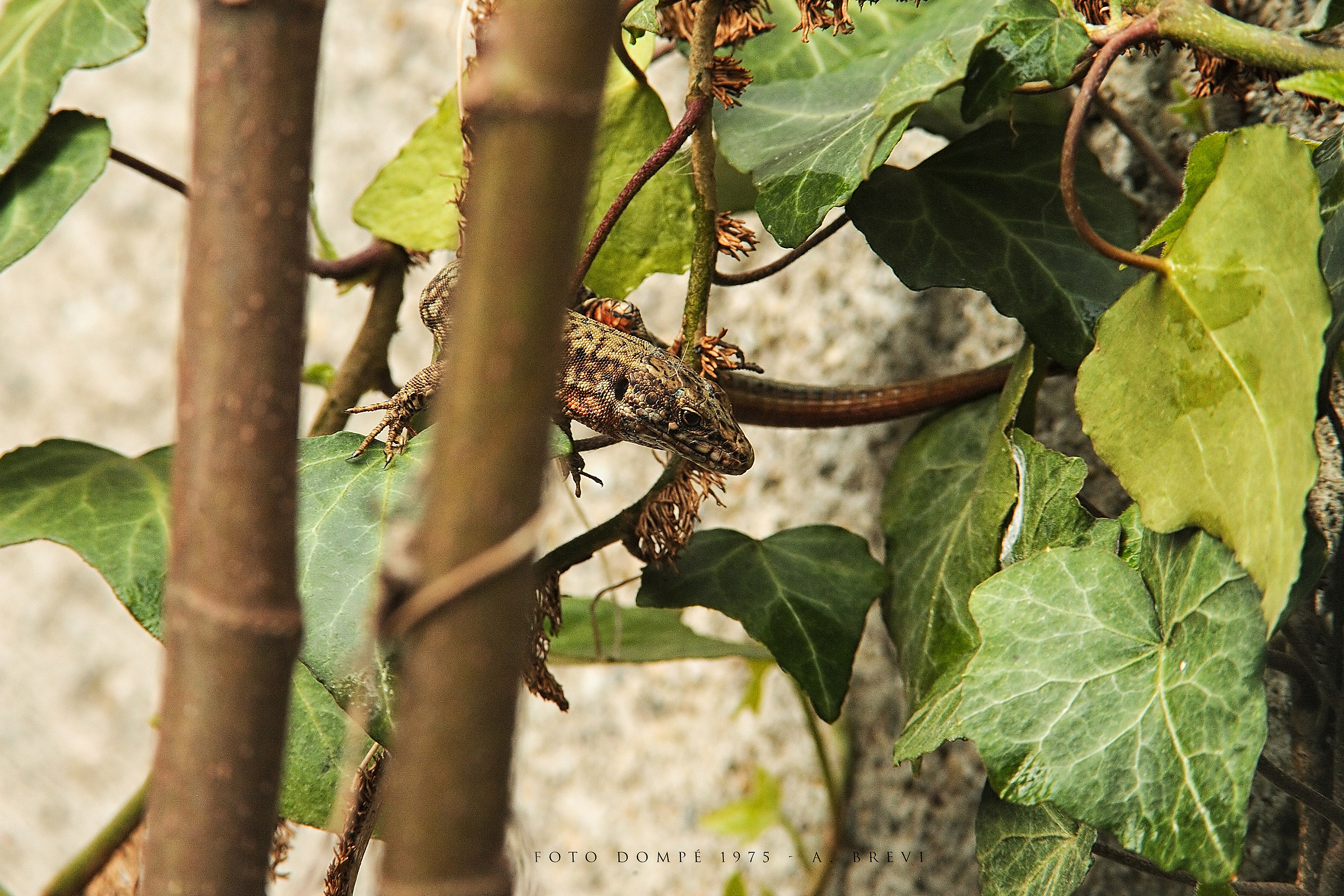 The Return of the Dinosaurs