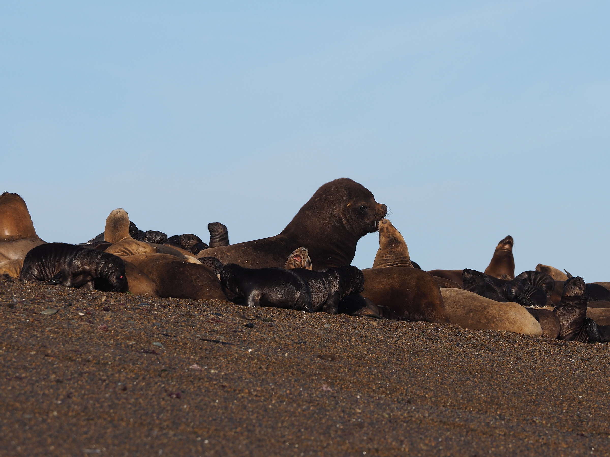 Peninsula Valdes. Punta Norte. The kiss