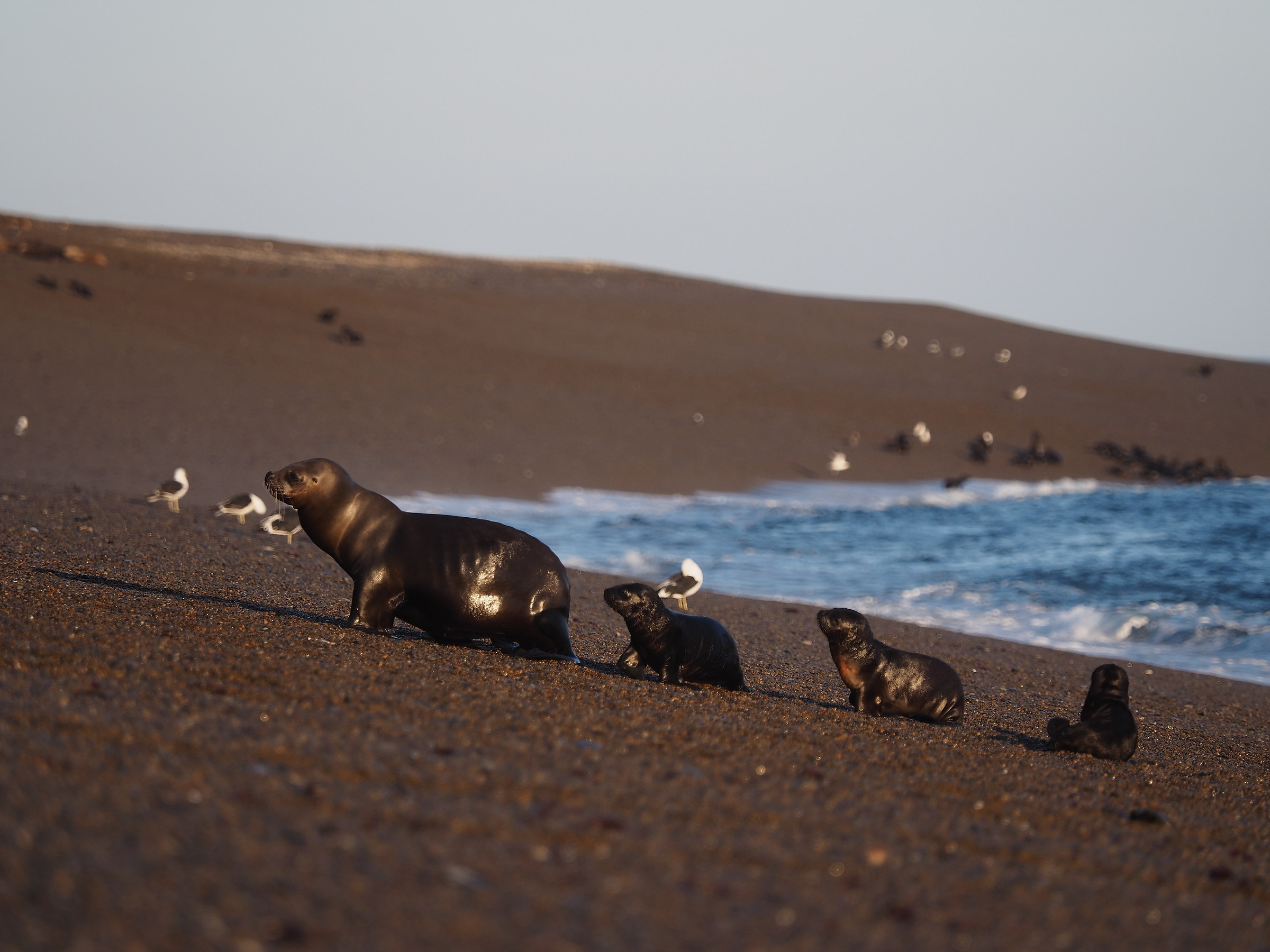 Peninsula Valdes. Punta Norte. Mom with pups