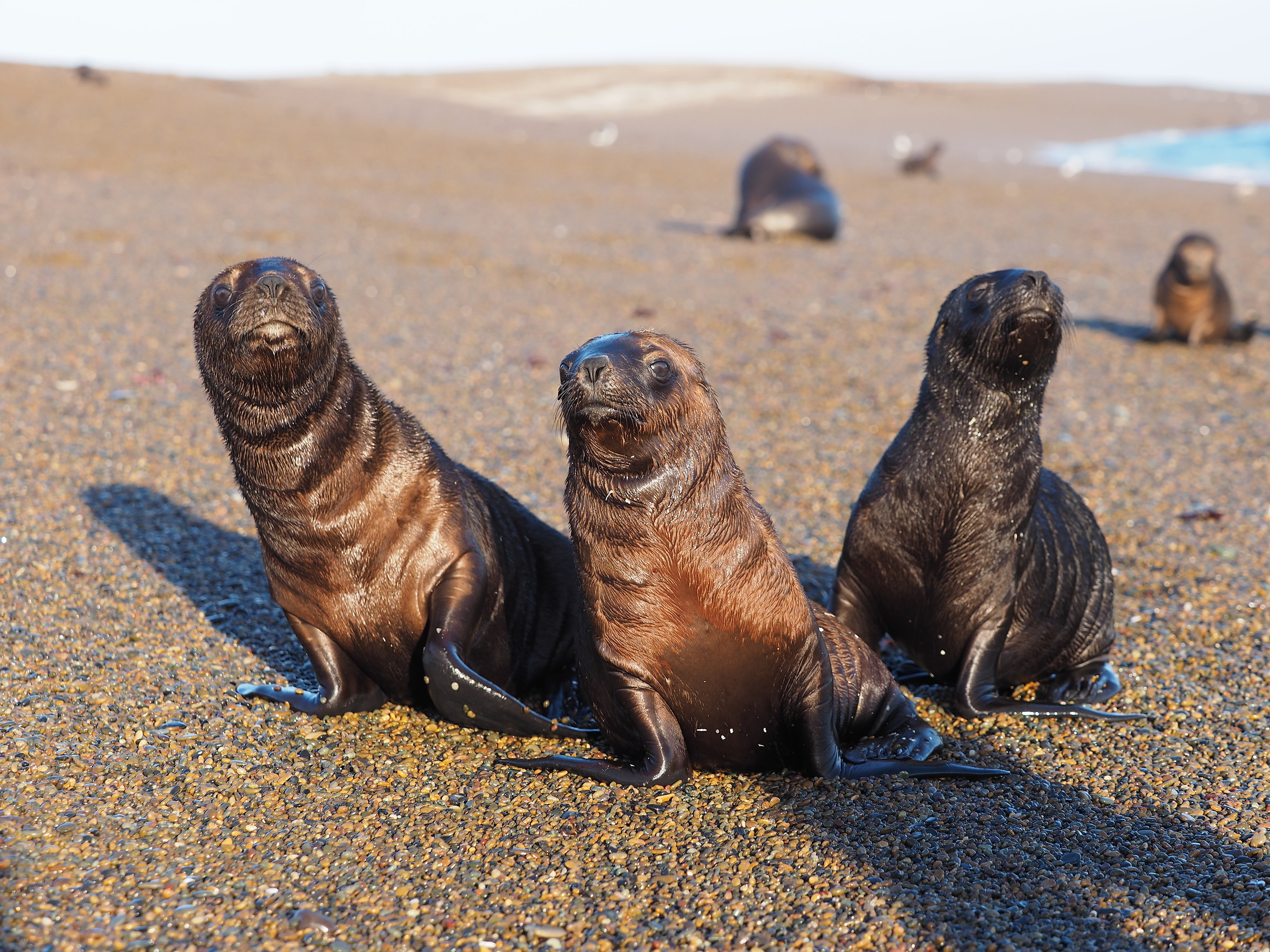 Peninsula Valdes. Punta Norte. curious Puppies
