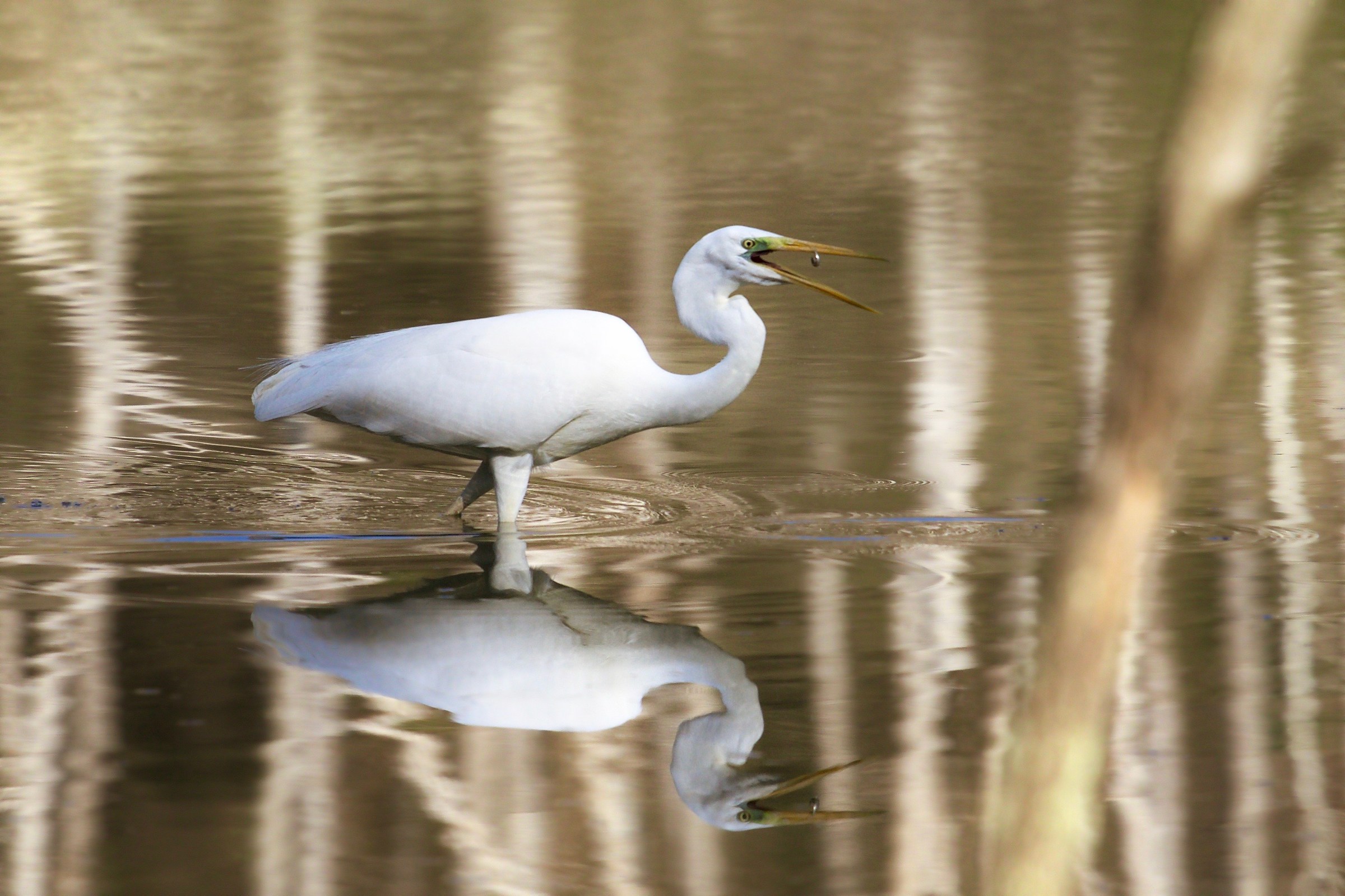 Ardea Alba - Reserve Bandella evalle dell'Infern