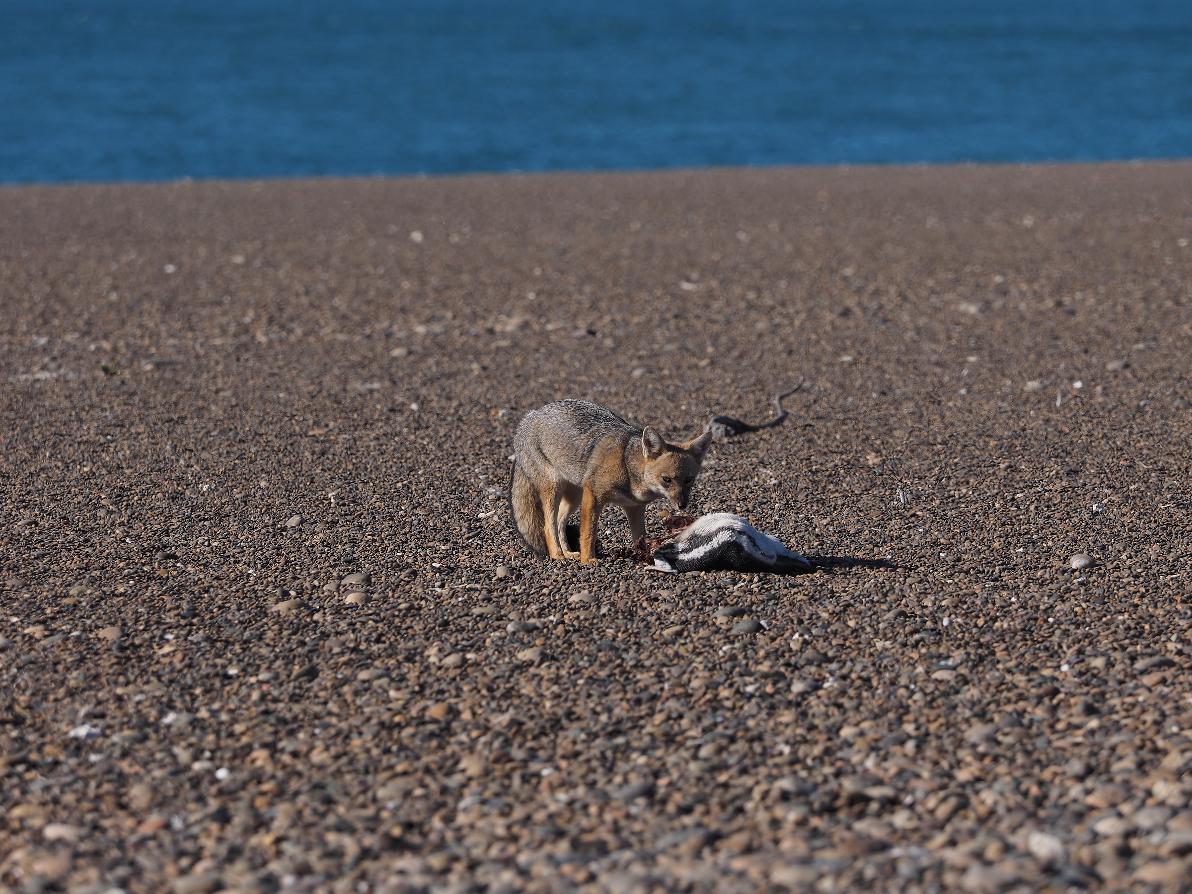 Peninsula Valdes. Punta Norte. gray Fox