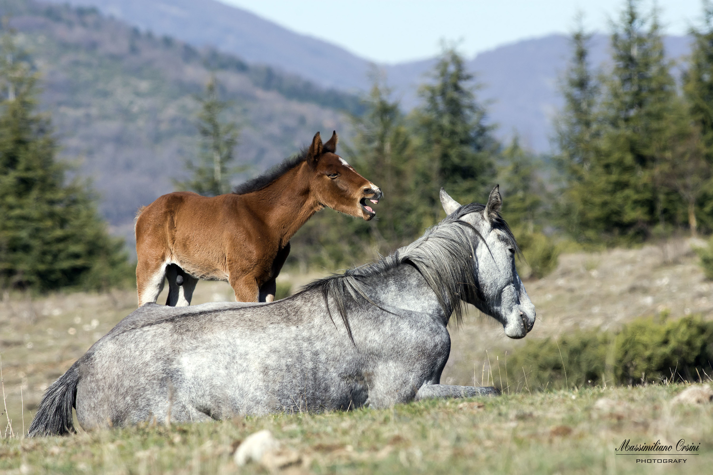 Filly with her cub grazing