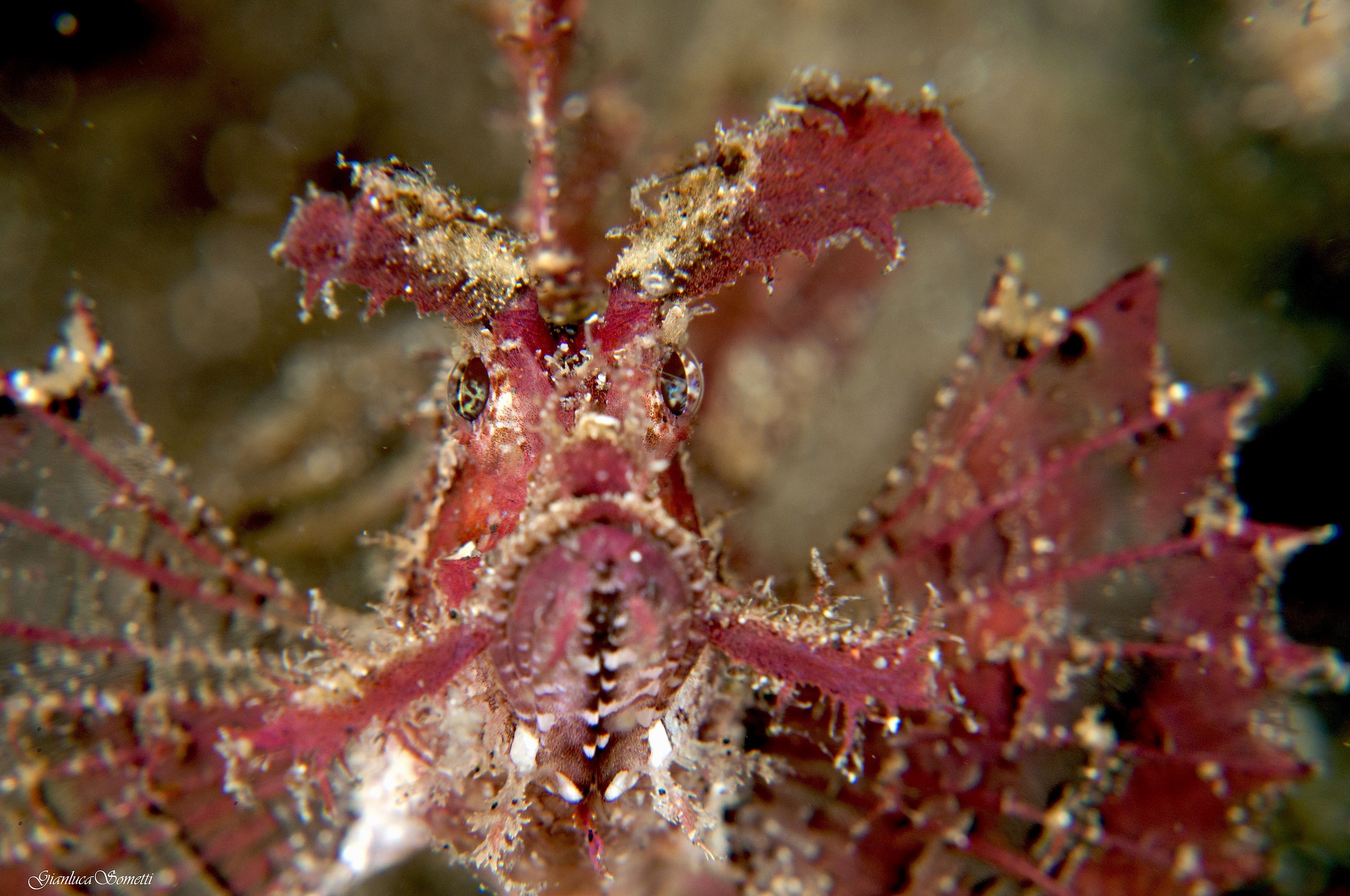 lembeh