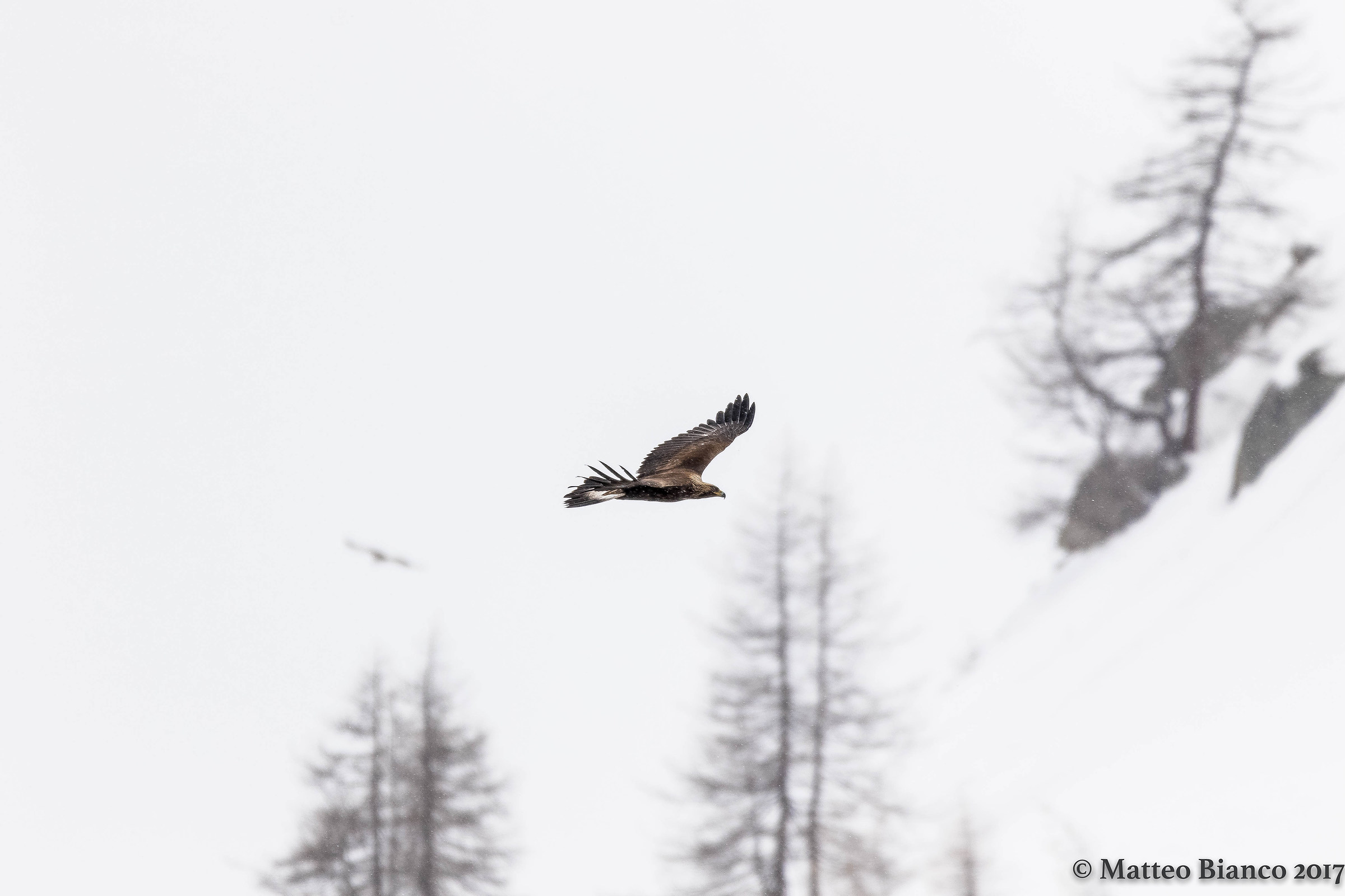 Eagle in heavy snow ...