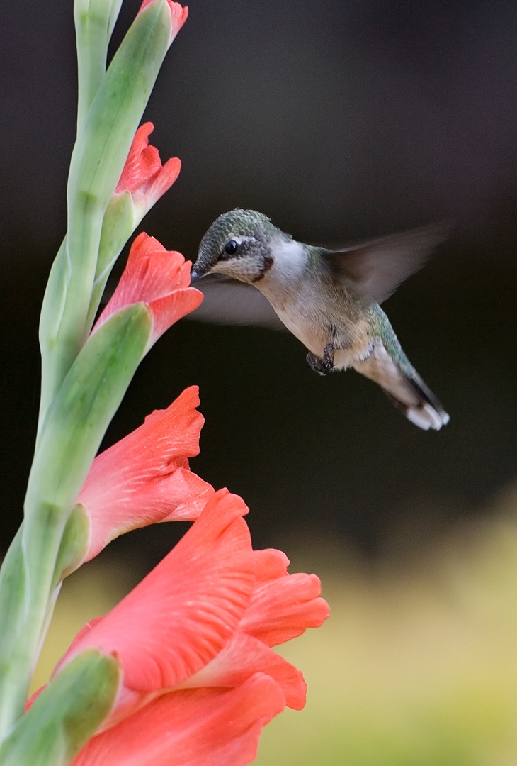 Hummingbird con Glad 1