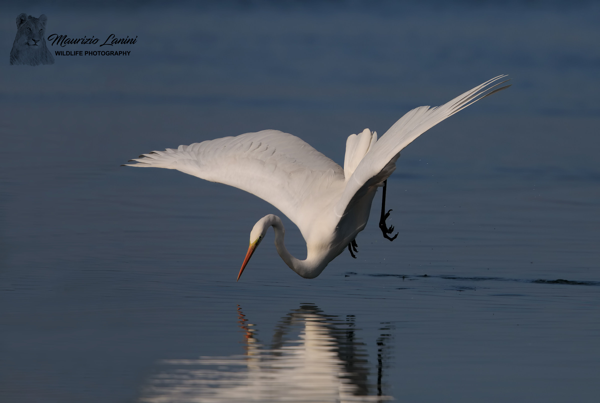 Just before the dive
