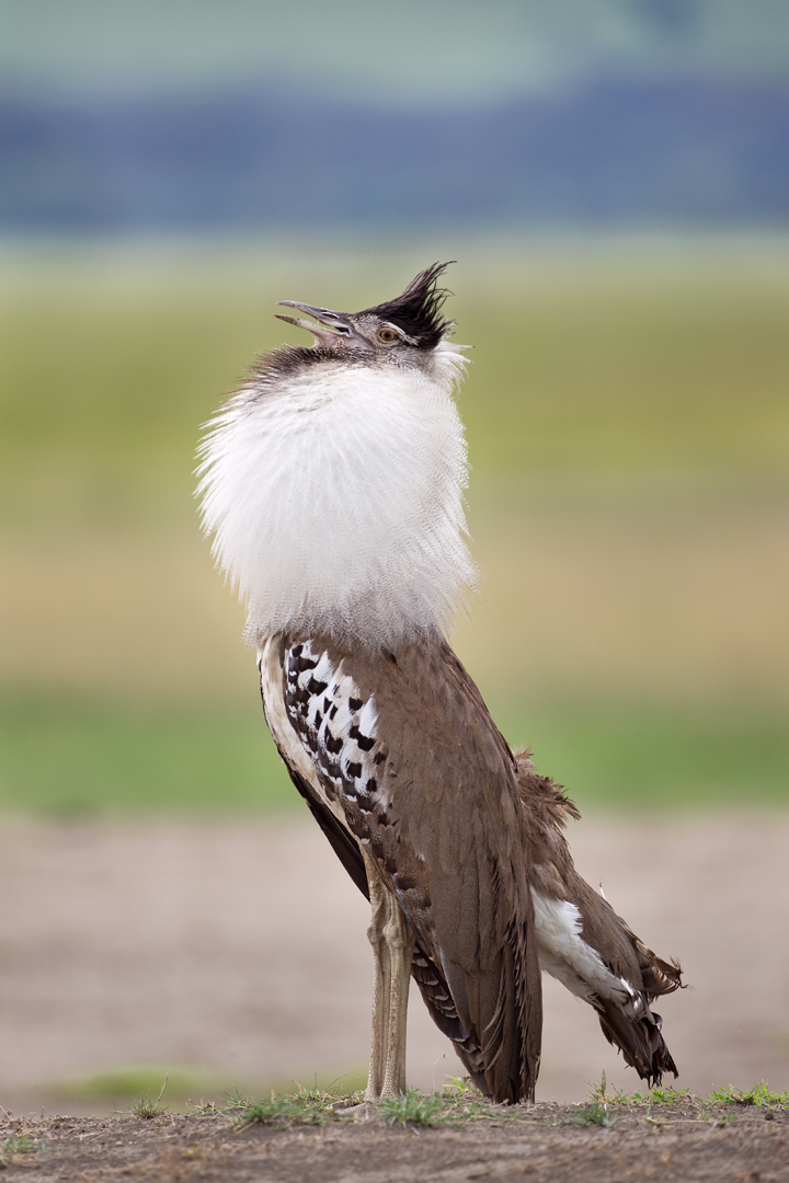 Kori Bustard Cerco Mate