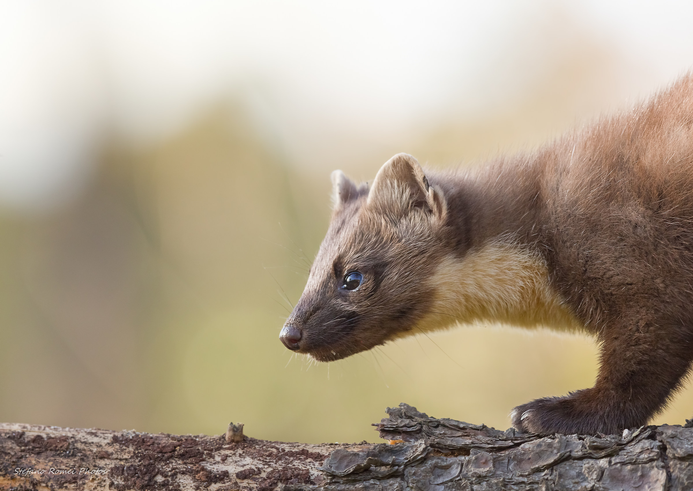 marten on the roost ....