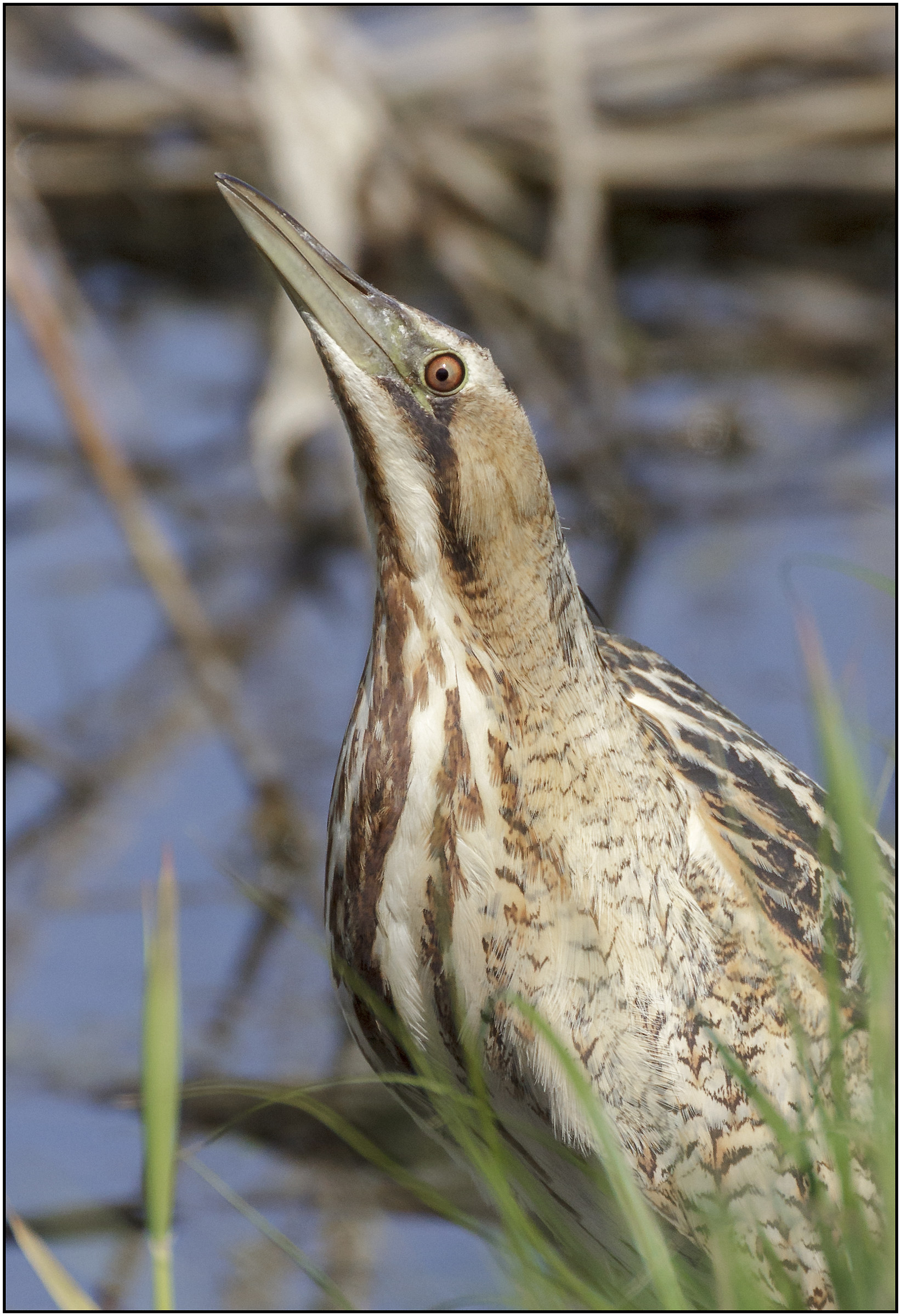 My country ... "The bittern". Thursday, March 30, ...