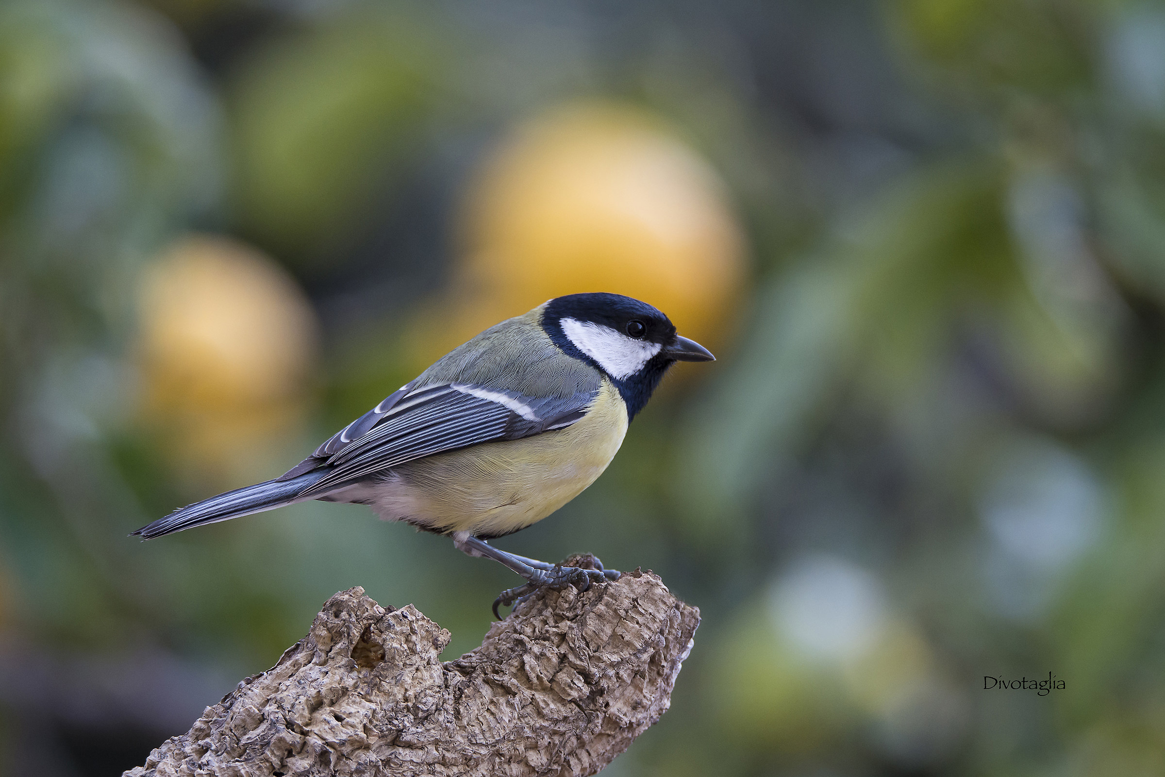 Great Tit