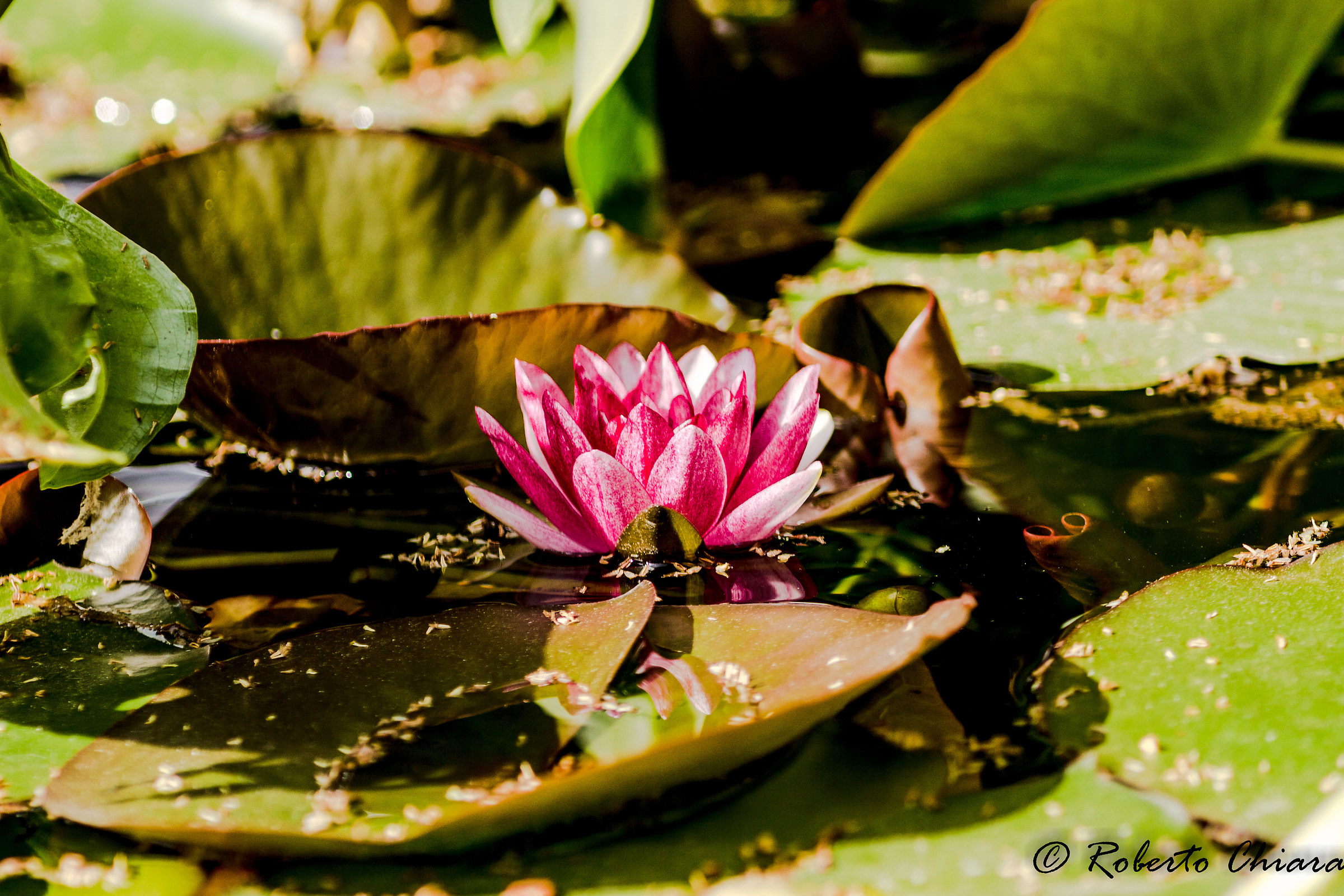 Pink lotus