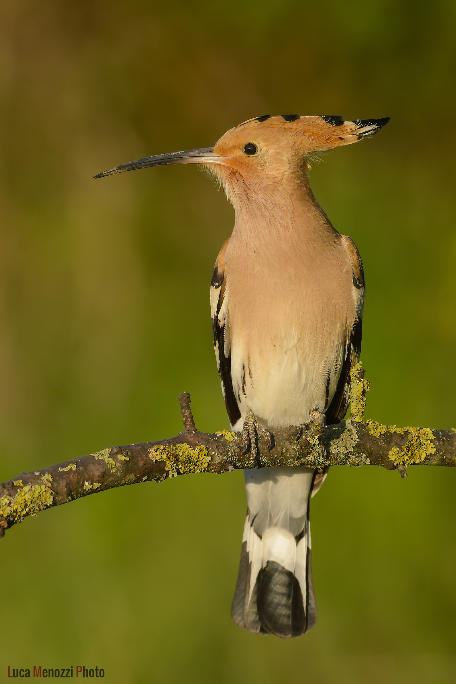 Hoopoe at sunset