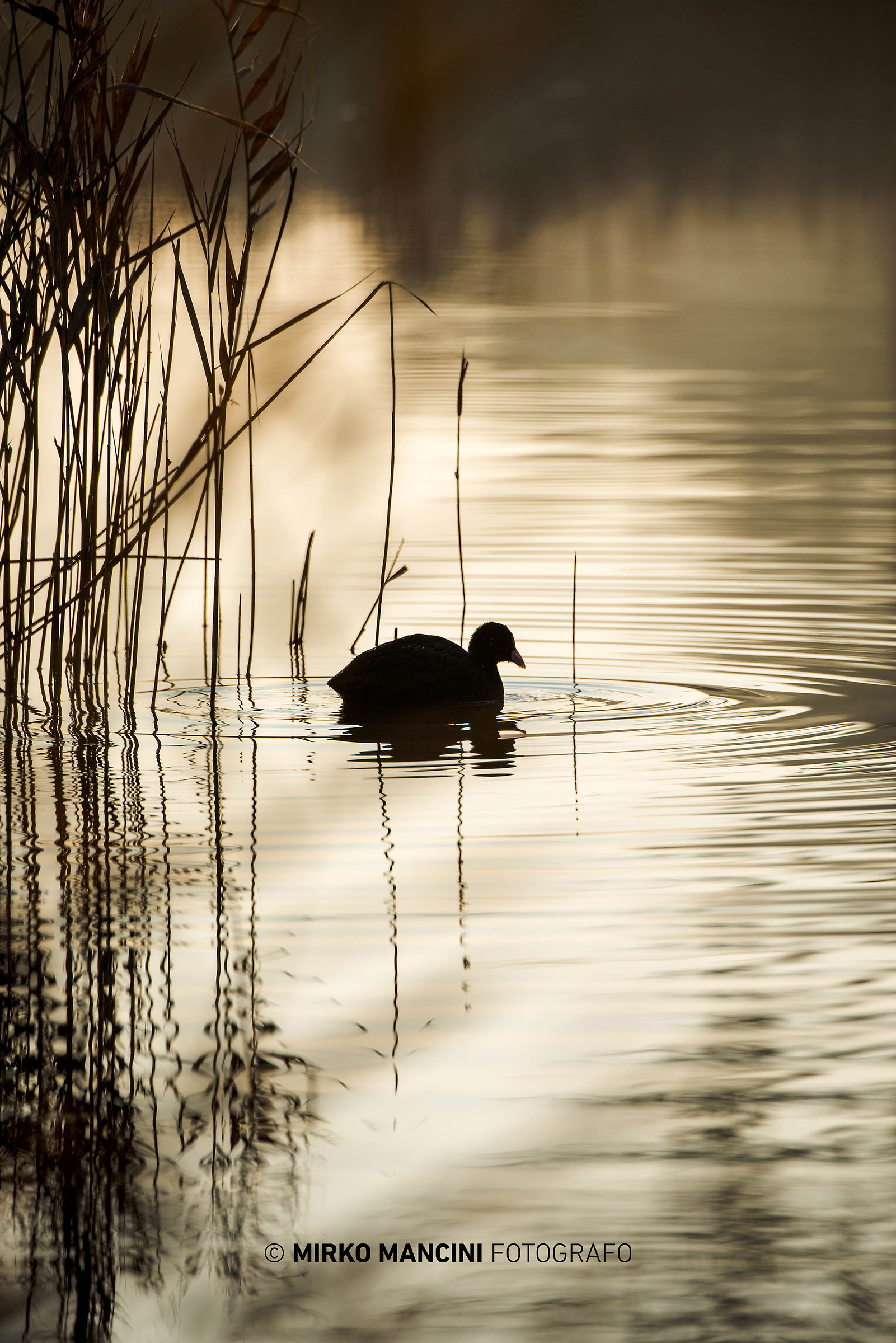 Coot backlit City