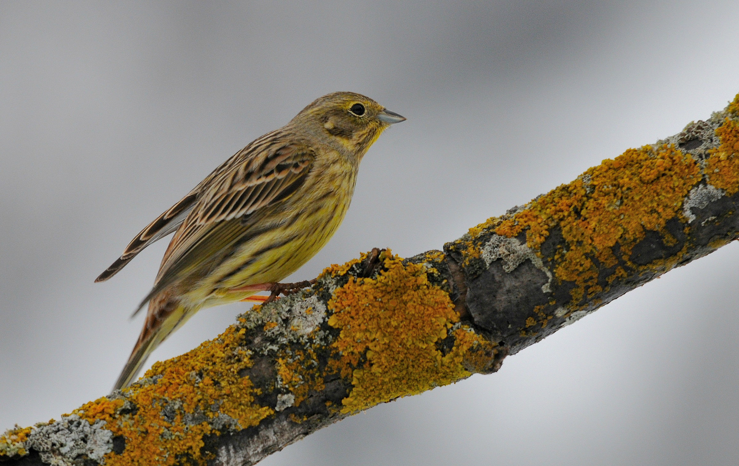Zigolo giallo in partenza...